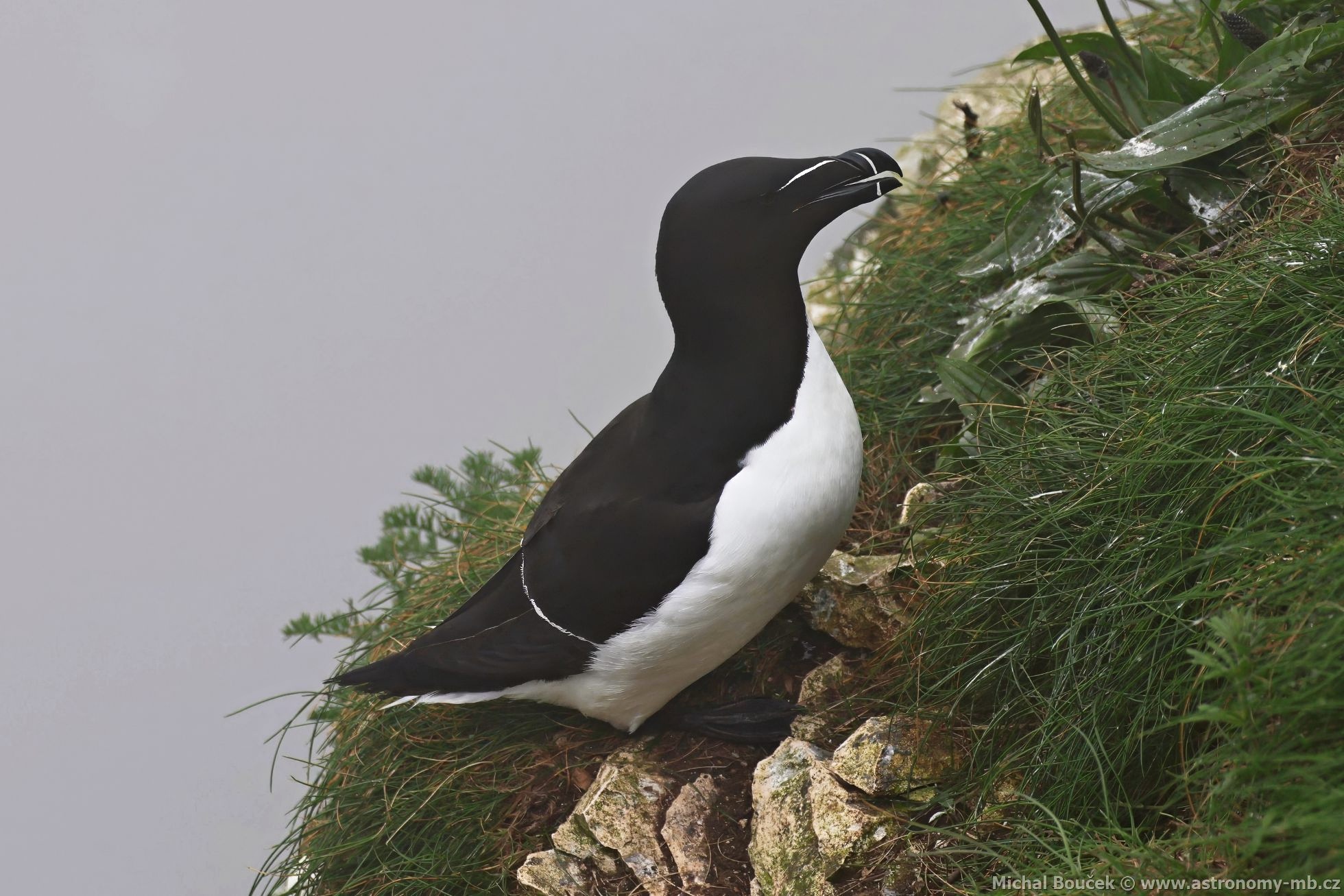 Alka malá (Alca torda) Alka malá (Alca torda)