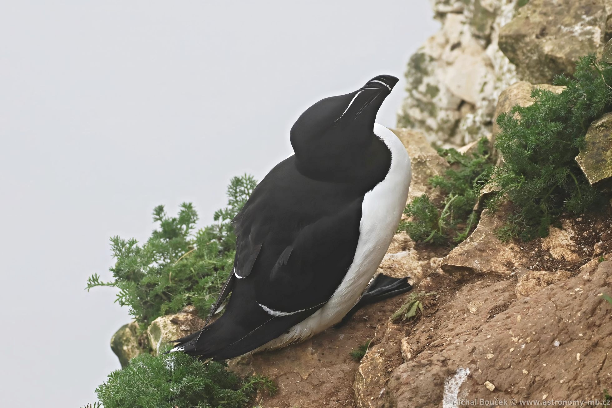 Alka malá (Alca torda) Alka malá (Alca torda)