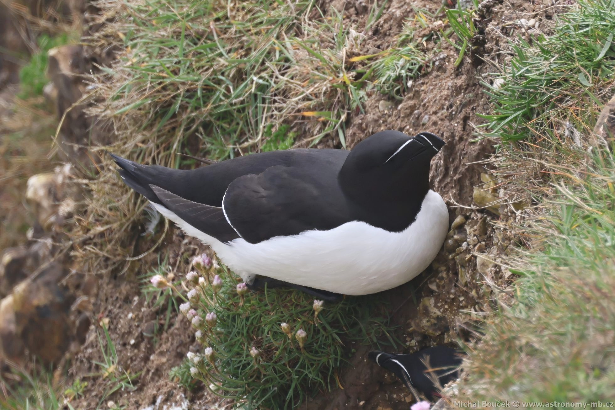 Alka malá (Alca torda) Alka malá (Alca torda)