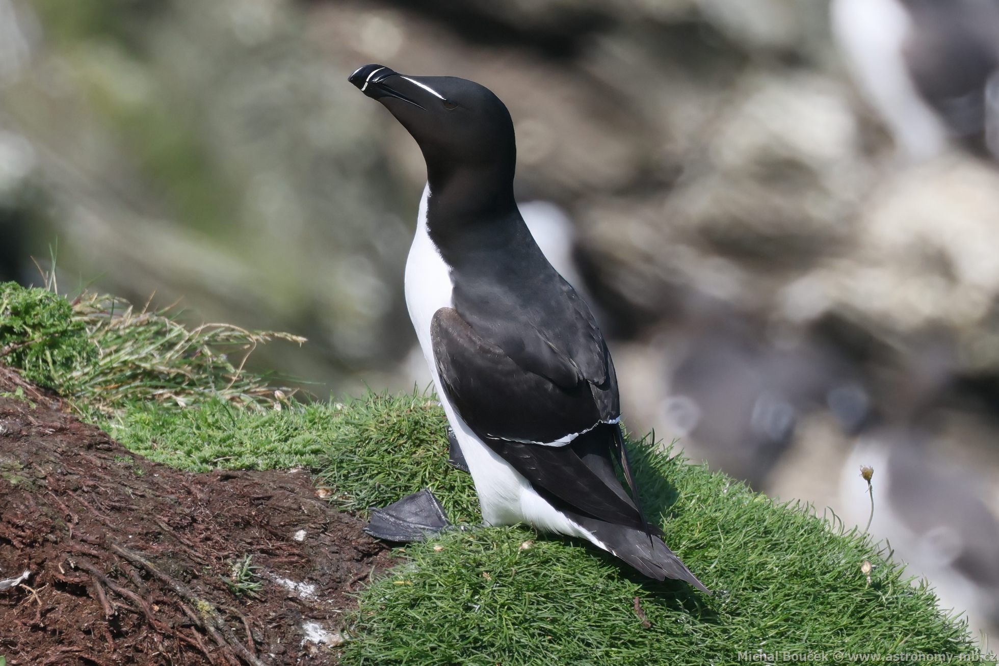 Alka malá (Alca torda) Alka malá (Alca torda)