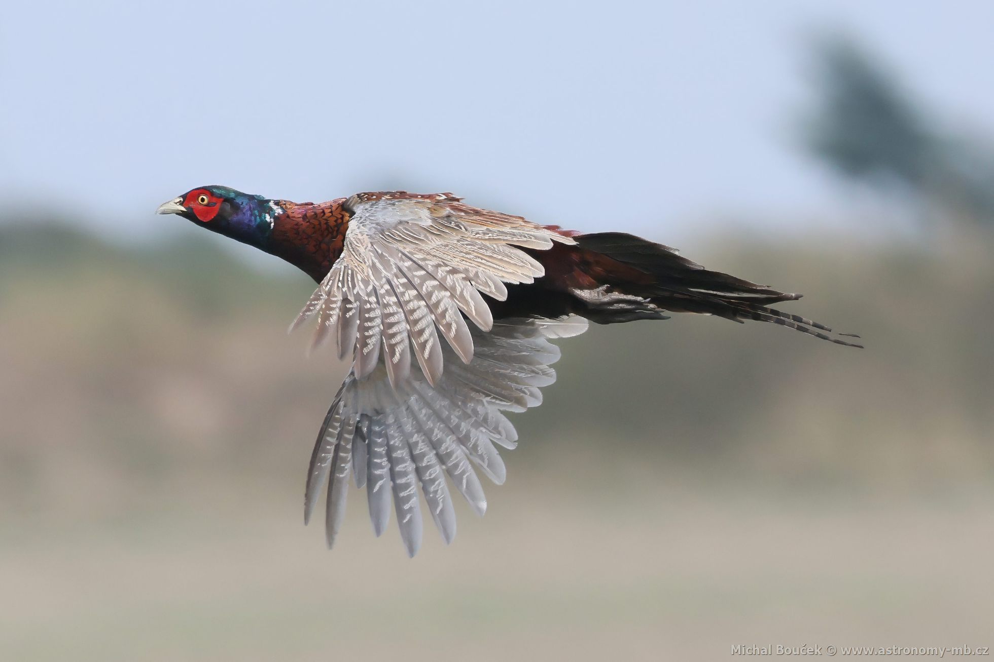 Baant obecný (Phasianus colchicus)