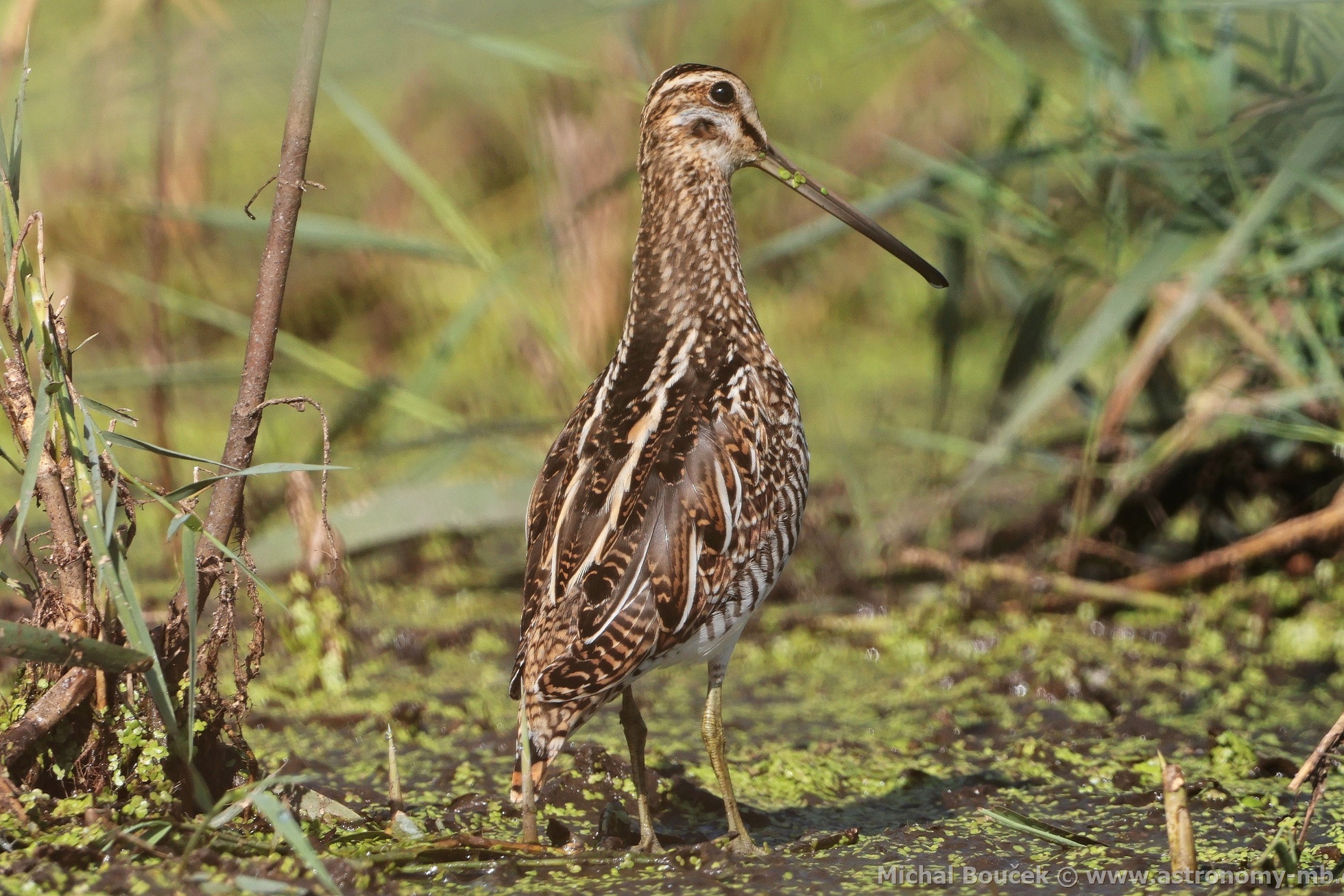 Bekasina otavní (Gallinago gallinago) Bekasina otavní (Gallinago gallinago)