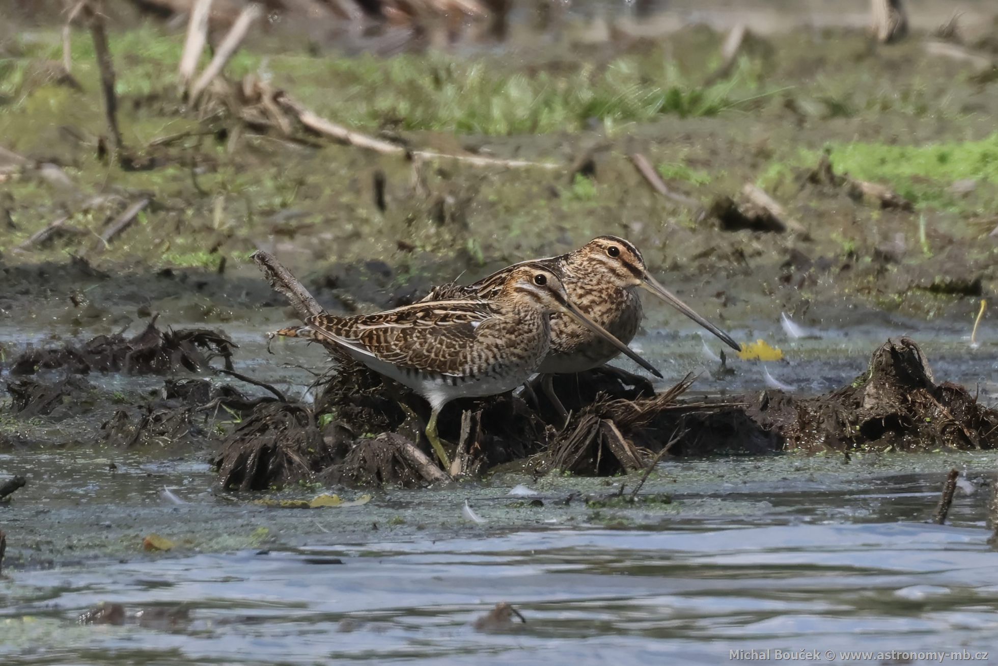 Bekasina otavní (Gallinago gallinago) Bekasina otavní (Gallinago gallinago)