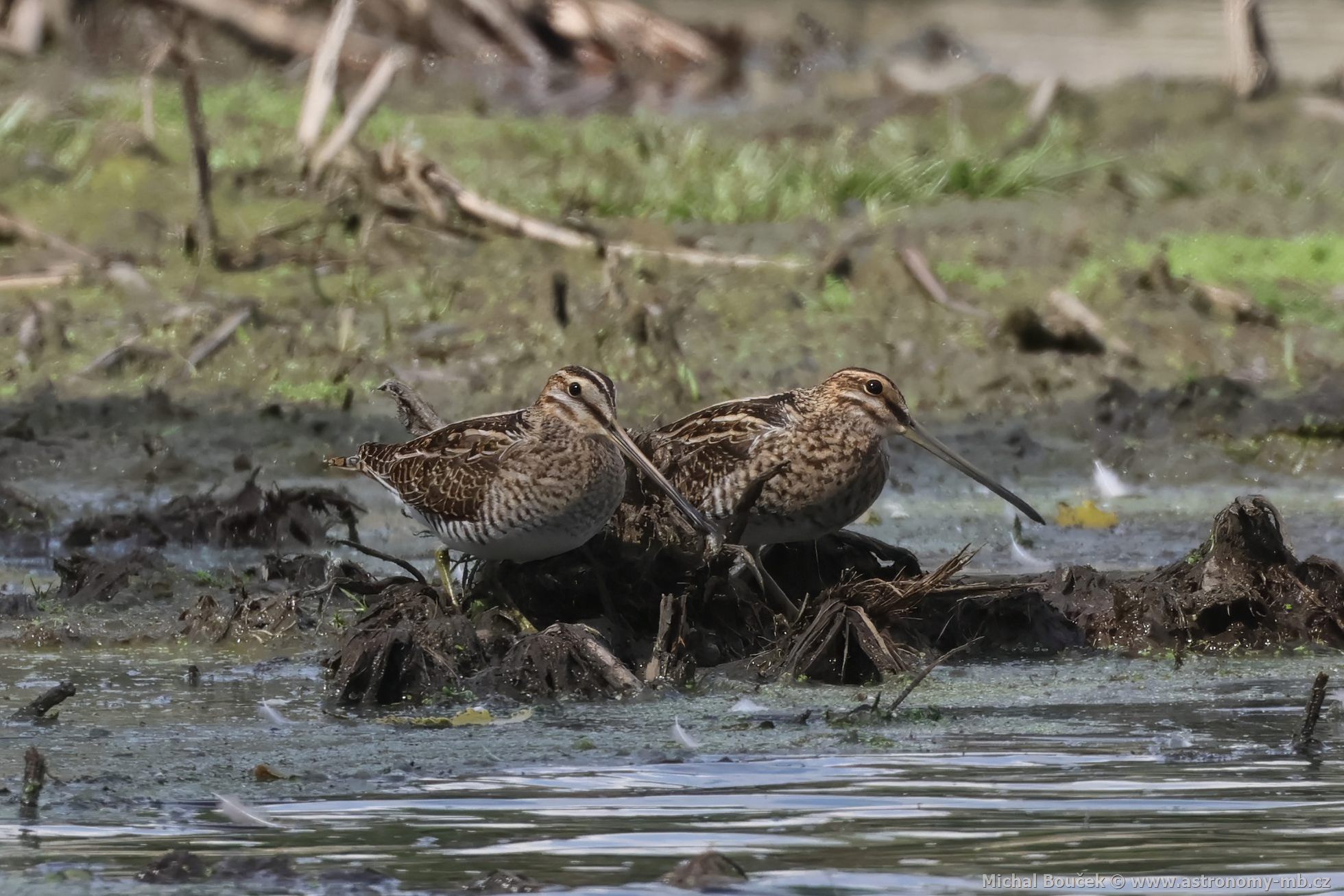 Bekasina otavní (Gallinago gallinago) Bekasina otavní (Gallinago gallinago)
