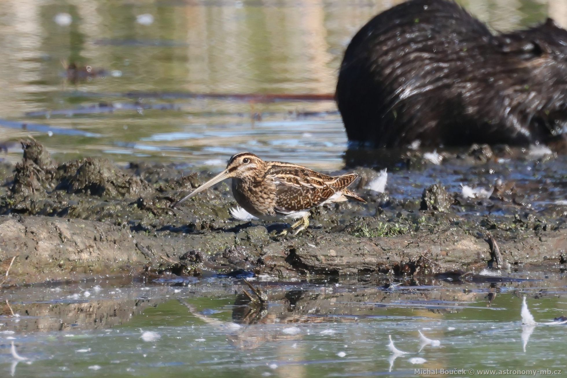 Bekasina otavní (Gallinago gallinago) Bekasina otavní (Gallinago gallinago)