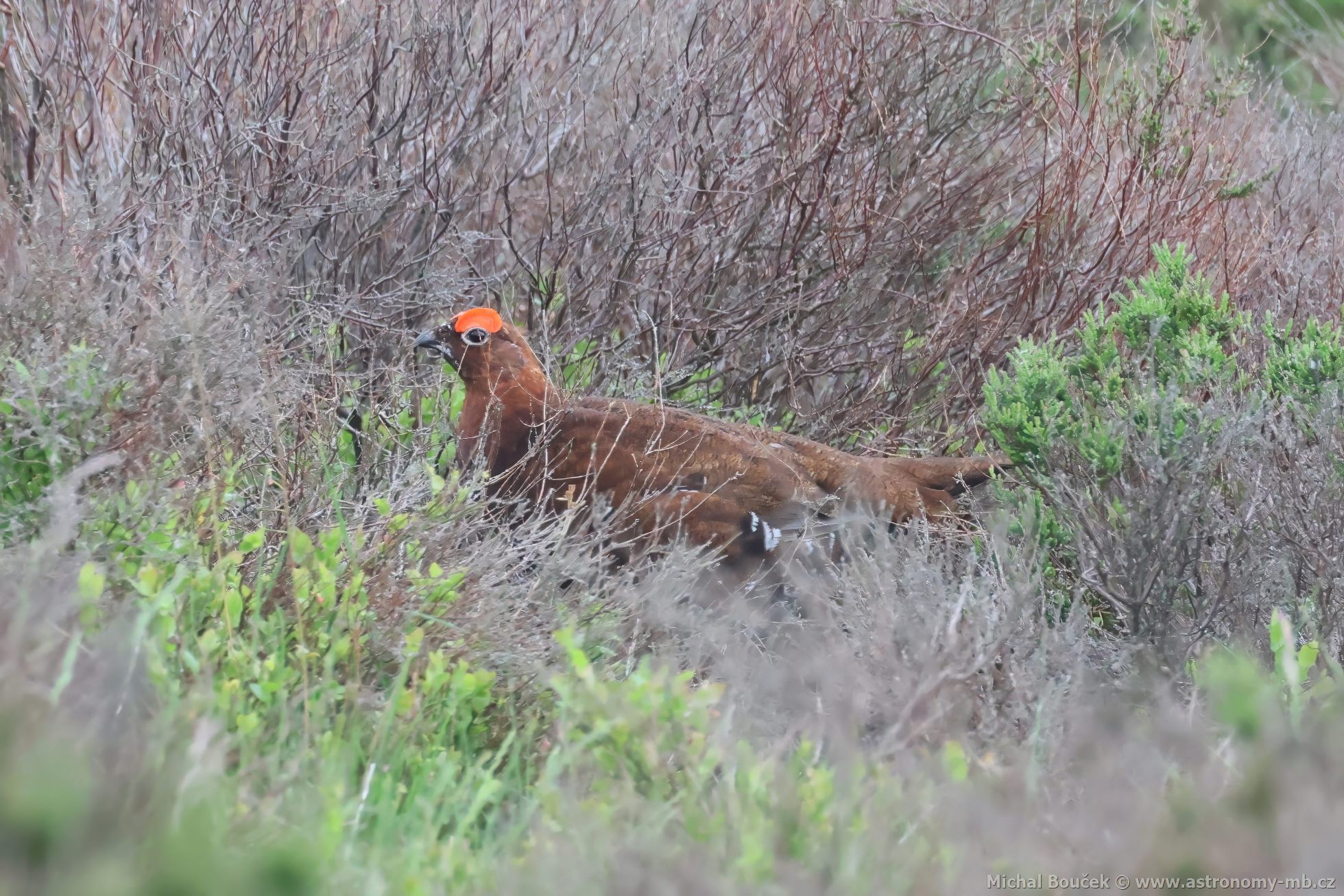 Blokur rousný (Lagopus lagopus)