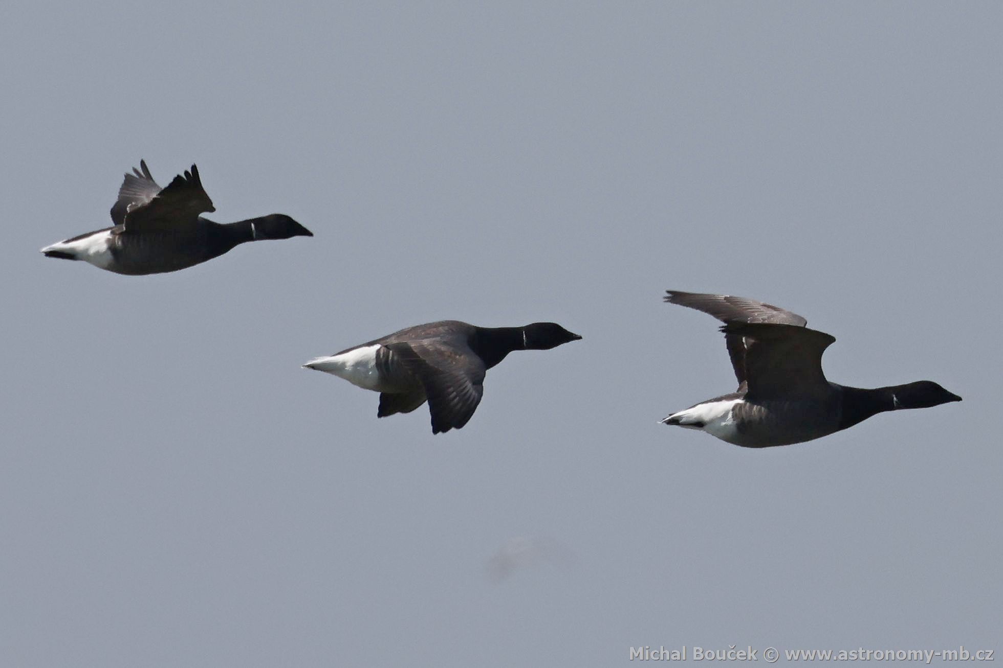 Berneška tmavá (Branta bernicla)