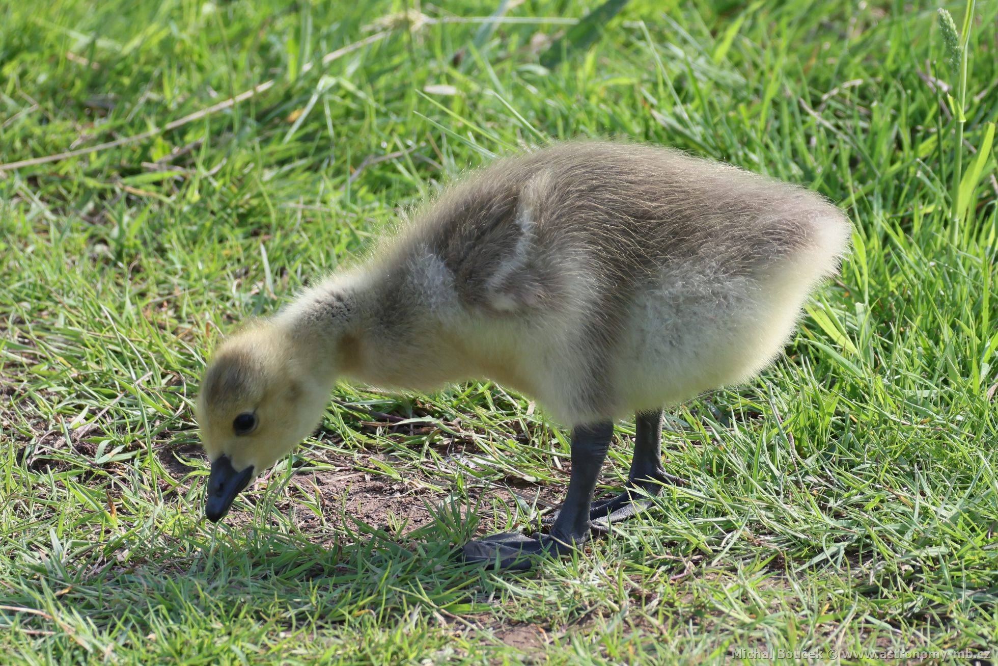 Berneška velká (Branta canadensis) Berneška velká (Branta canadensis)