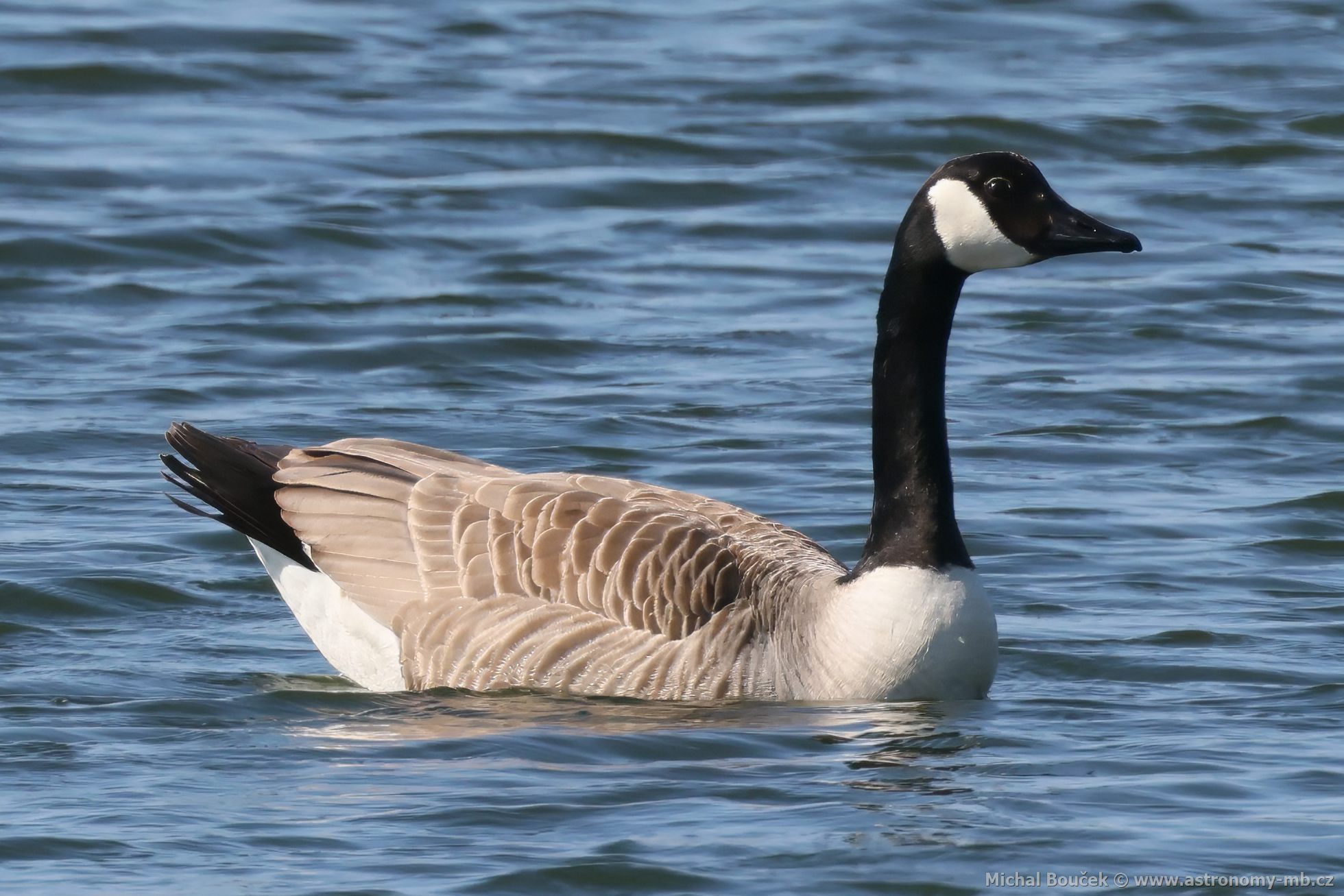 Berneška velká (Branta canadensis) Berneška velká (Branta canadensis)