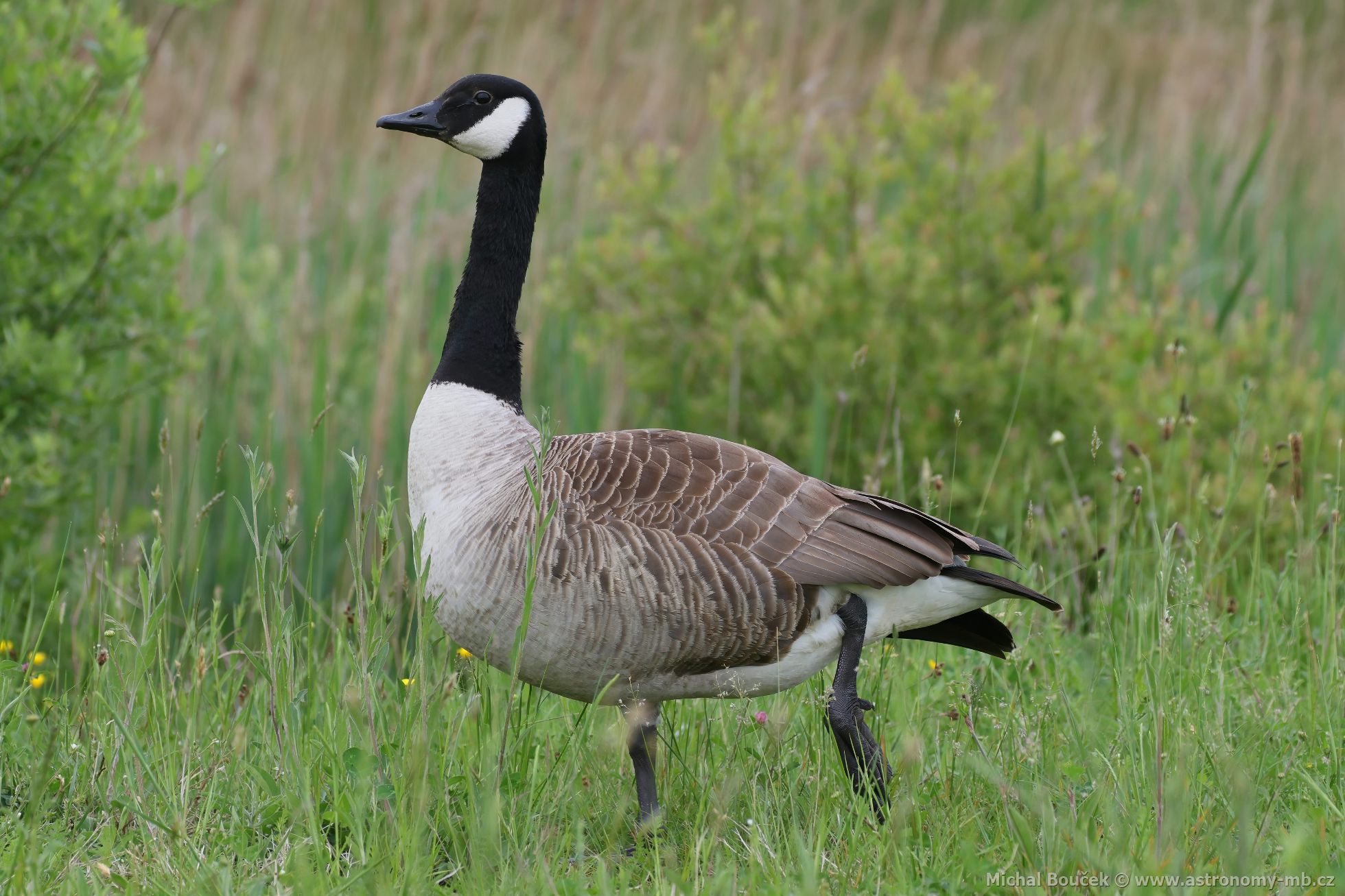Berneška velká (Branta canadensis) Berneška velká (Branta canadensis)