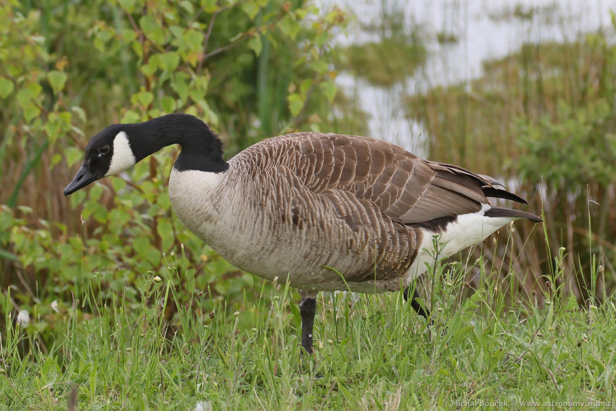 Berneška velká (Branta canadensis) Berneška velká (Branta canadensis)