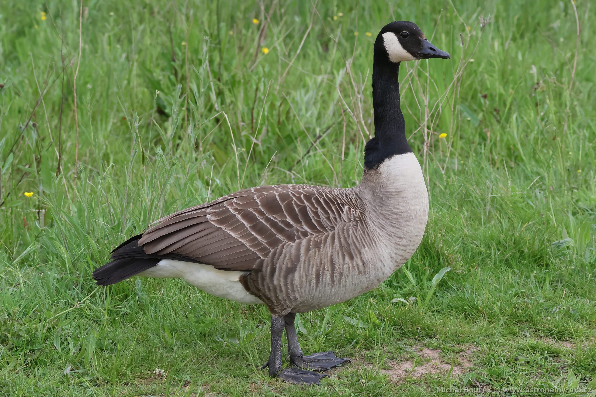 Berneška velká (Branta canadensis) Berneška velká (Branta canadensis)