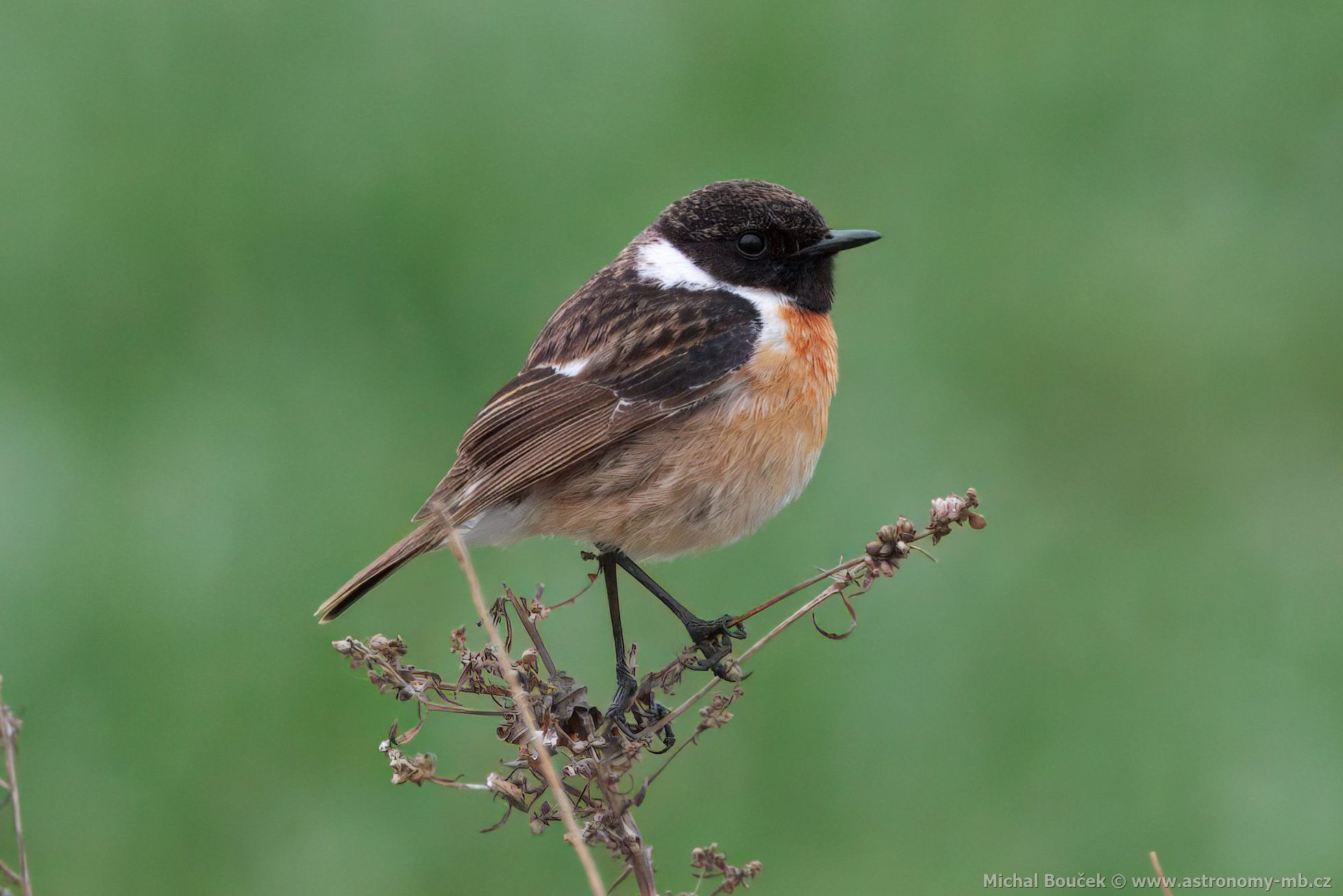 Bramborníek ernohlavý (Saxicola torquata)