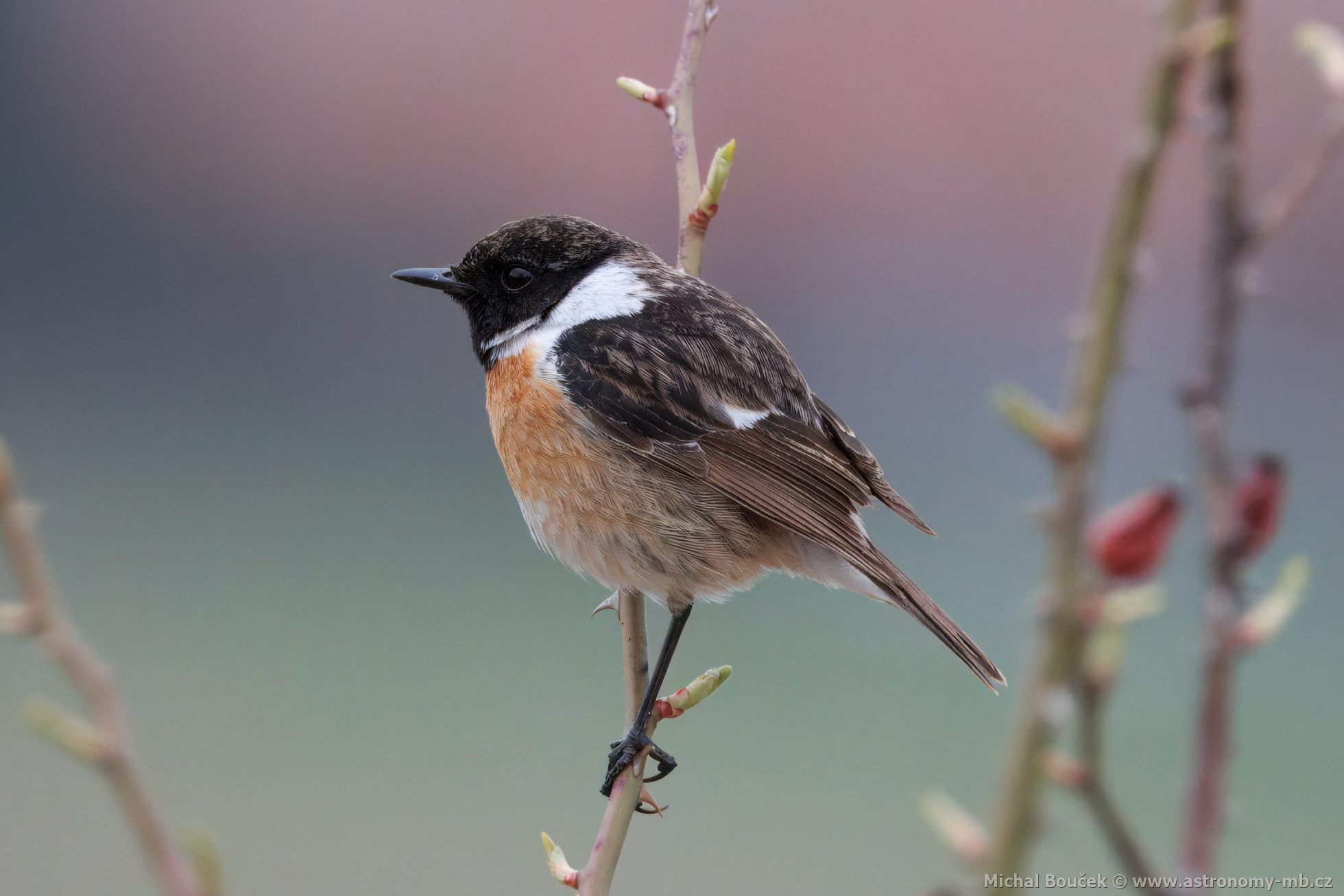 Bramborníek ernohlavý (Saxicola torquata)