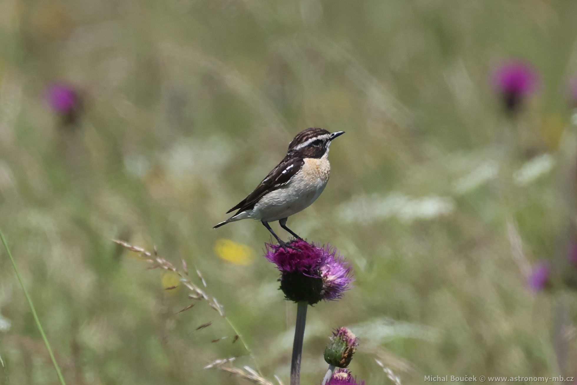 Bramborníek hndý (Saxicola rubetra)