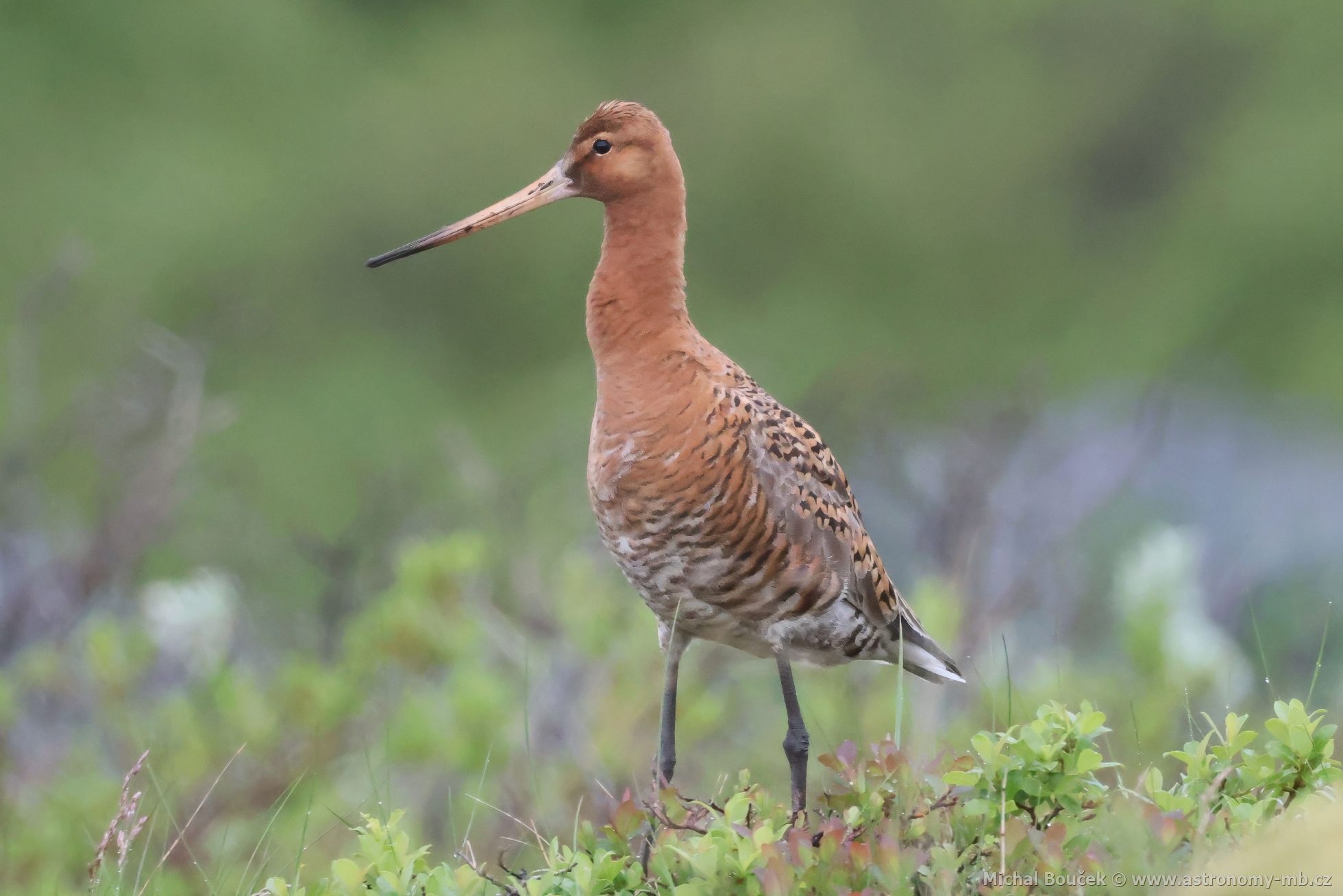 Bøehouš èernoocasý (Limosa limosa) Bøehouš èernoocasý (Limosa limosa)