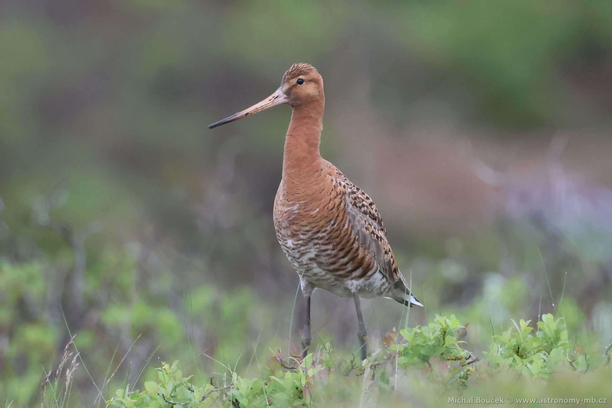 Bøehouš èernoocasý (Limosa limosa) Bøehouš èernoocasý (Limosa limosa)