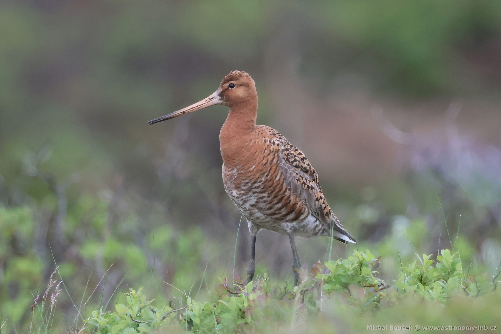 Bøehouš èernoocasý (Limosa limosa) Bøehouš èernoocasý (Limosa limosa)