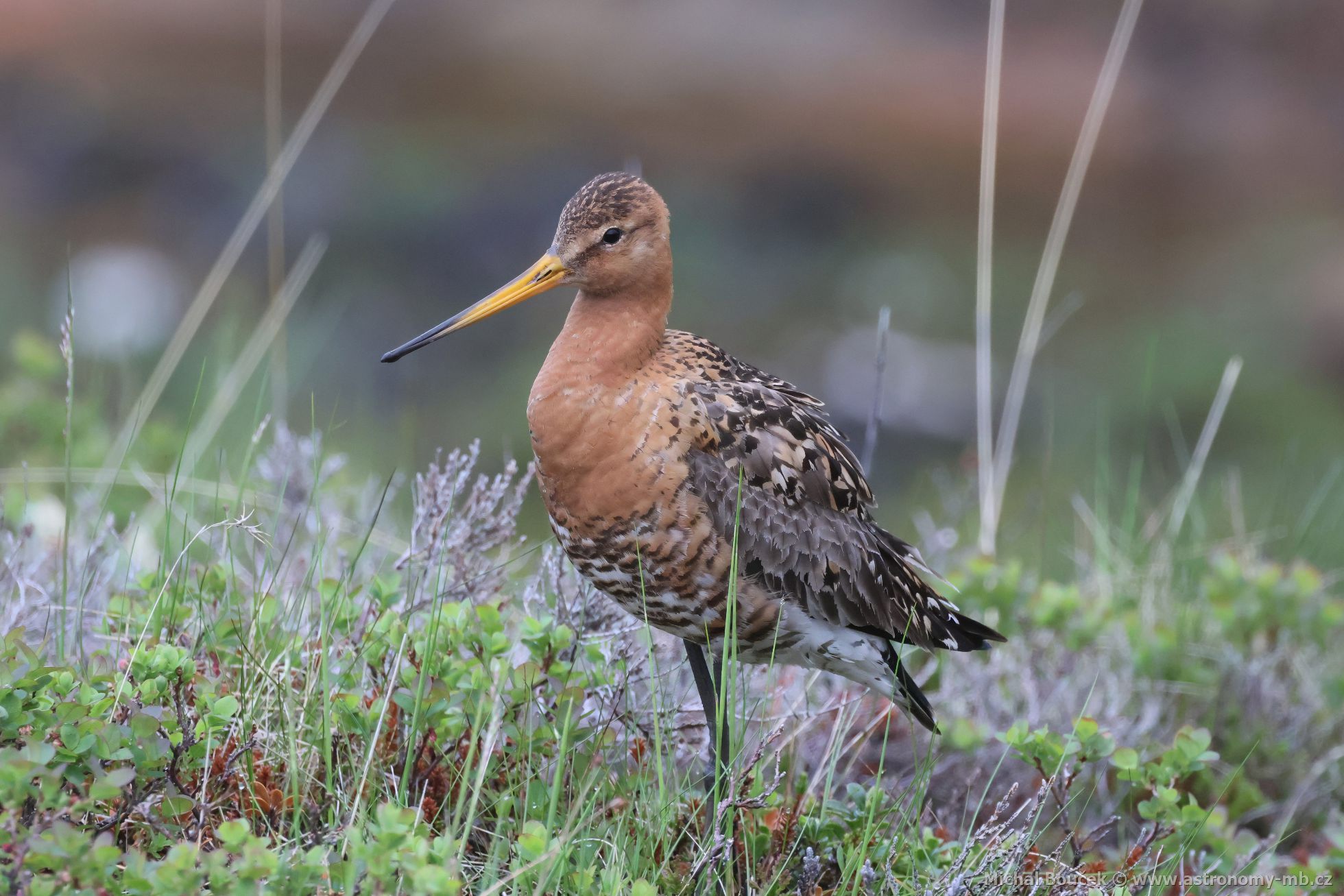 Bøehouš èernoocasý (Limosa limosa) Bøehouš èernoocasý (Limosa limosa)