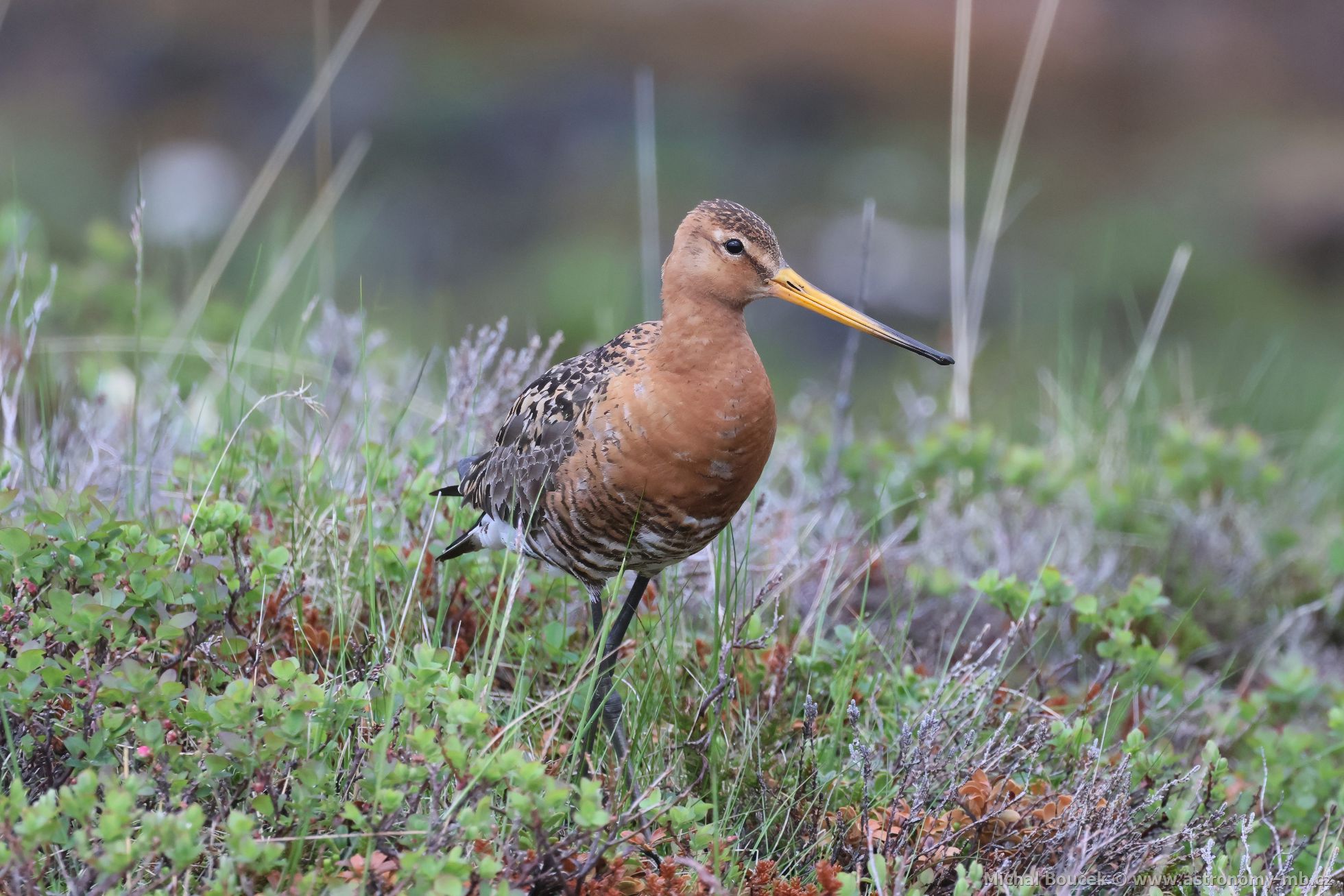 Bøehouš èernoocasý (Limosa limosa) Bøehouš èernoocasý (Limosa limosa)