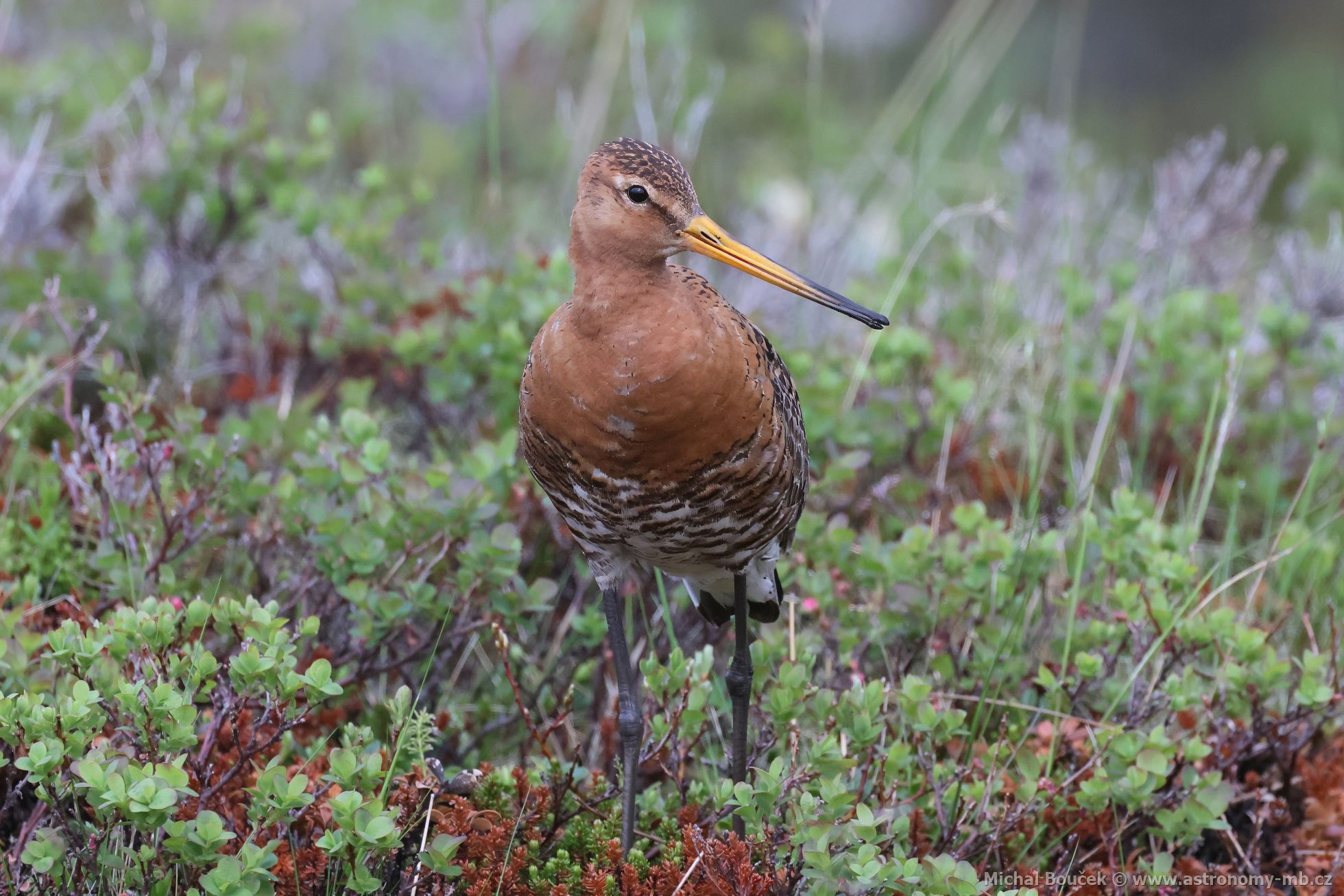Bøehouš èernoocasý (Limosa limosa) Bøehouš èernoocasý (Limosa limosa)