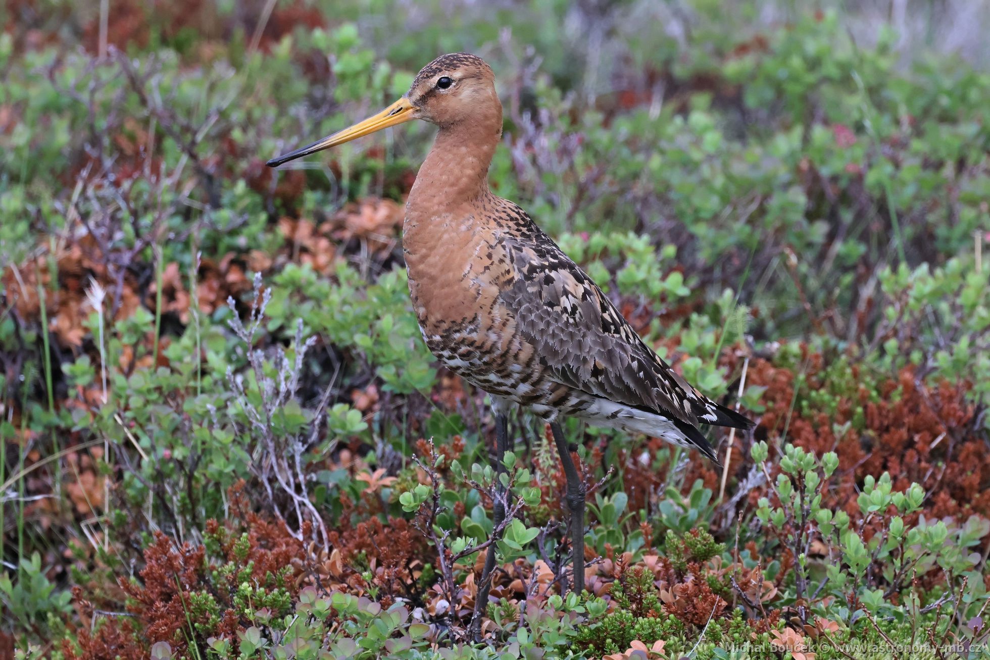 Bøehouš èernoocasý (Limosa limosa) Bøehouš èernoocasý (Limosa limosa)