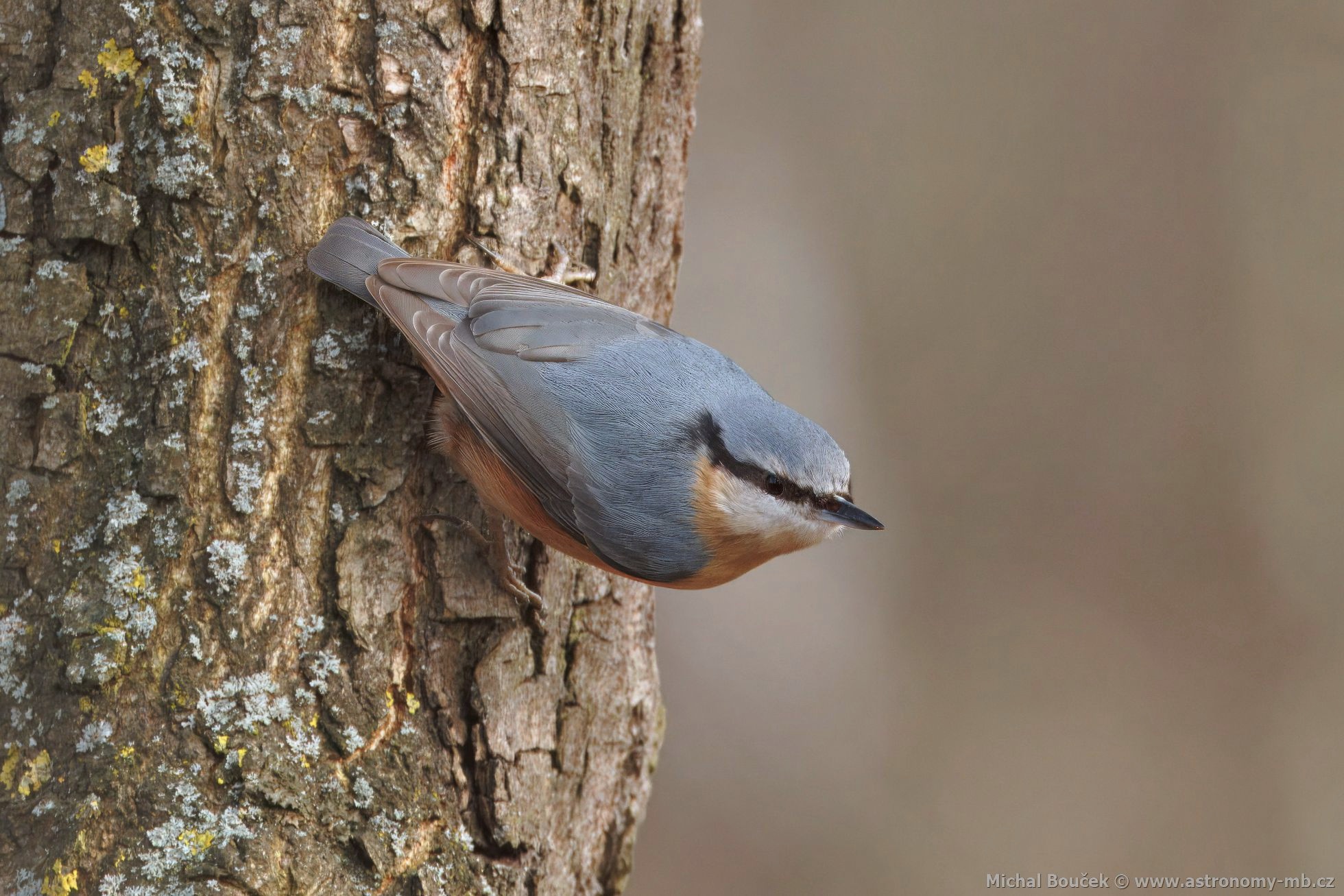 Brhlík lesní  (Sitta europaea)