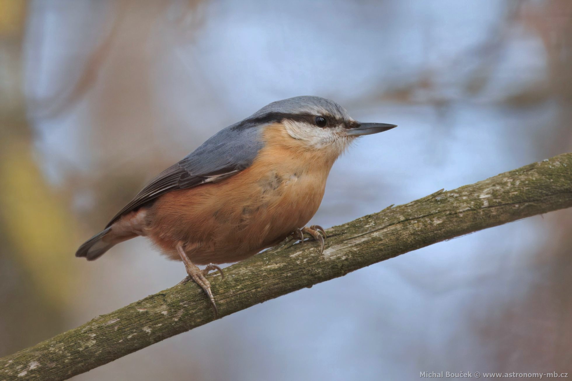 Brhlík lesní  (Sitta europaea)