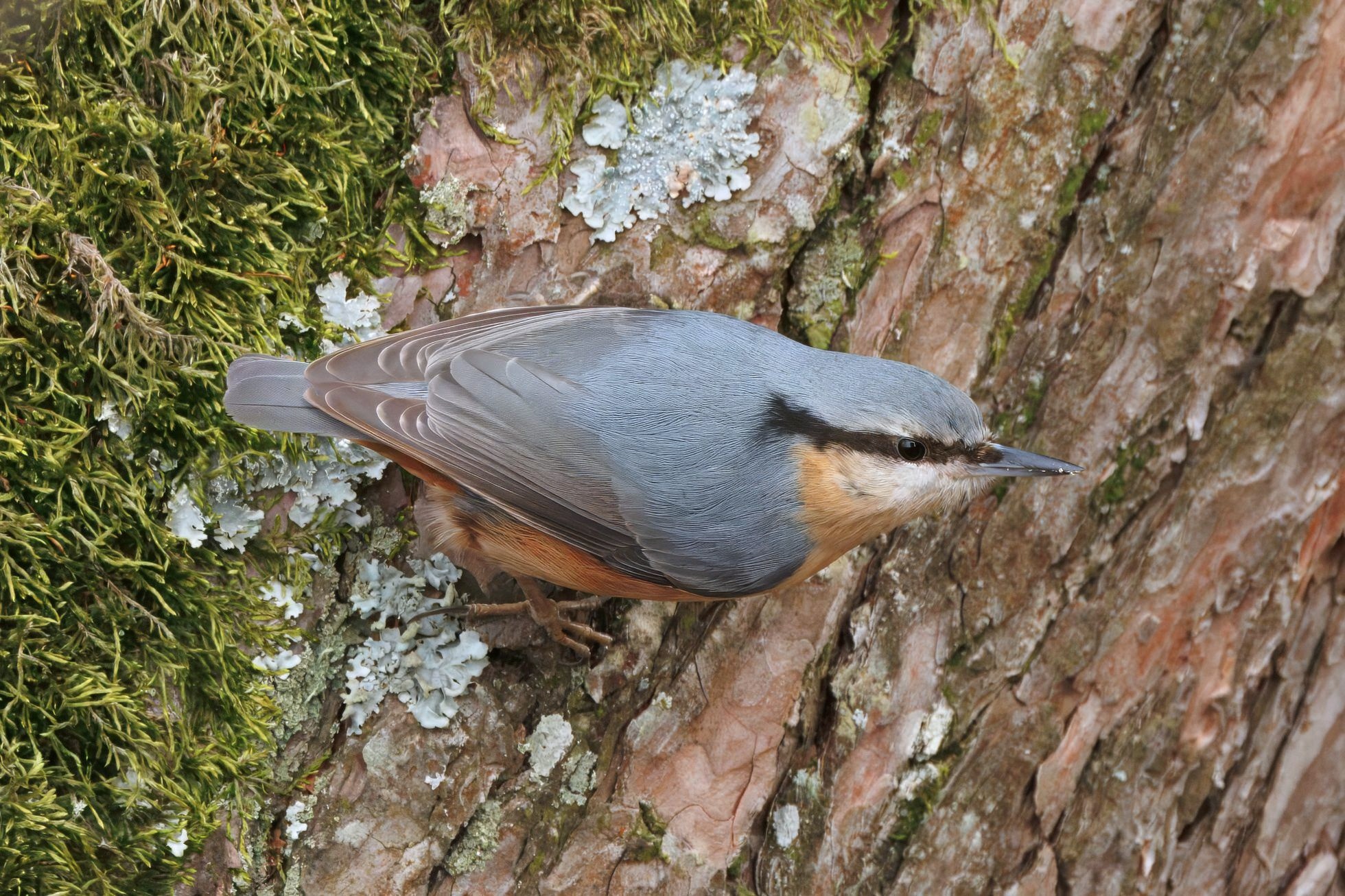 Brhlík lesní  (Sitta europaea)