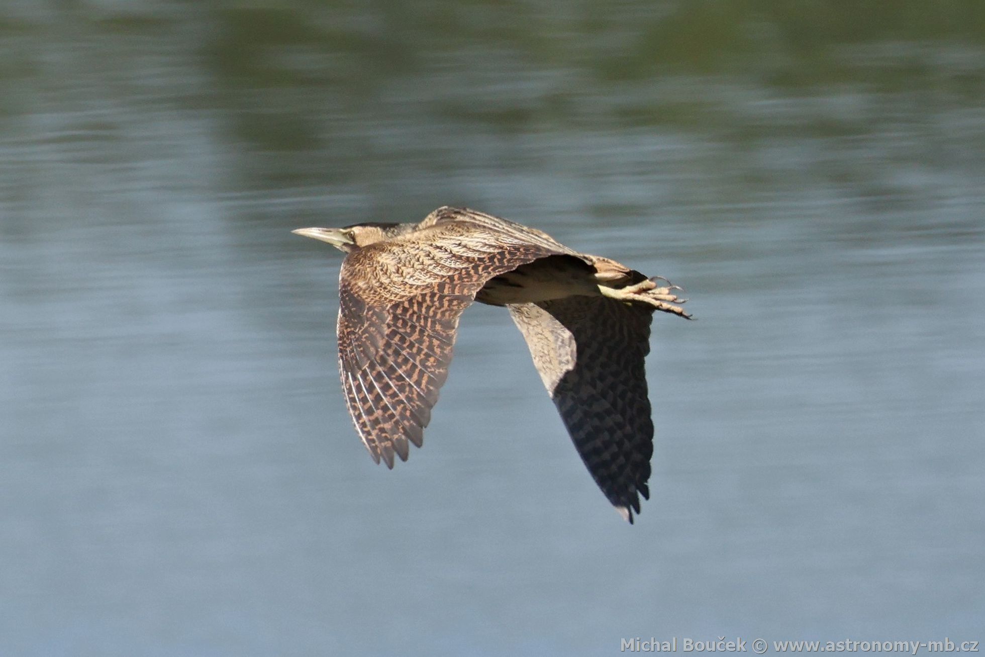 Bukač velký (Botaurus stellaris) Bukač velký (Botaurus stellaris)