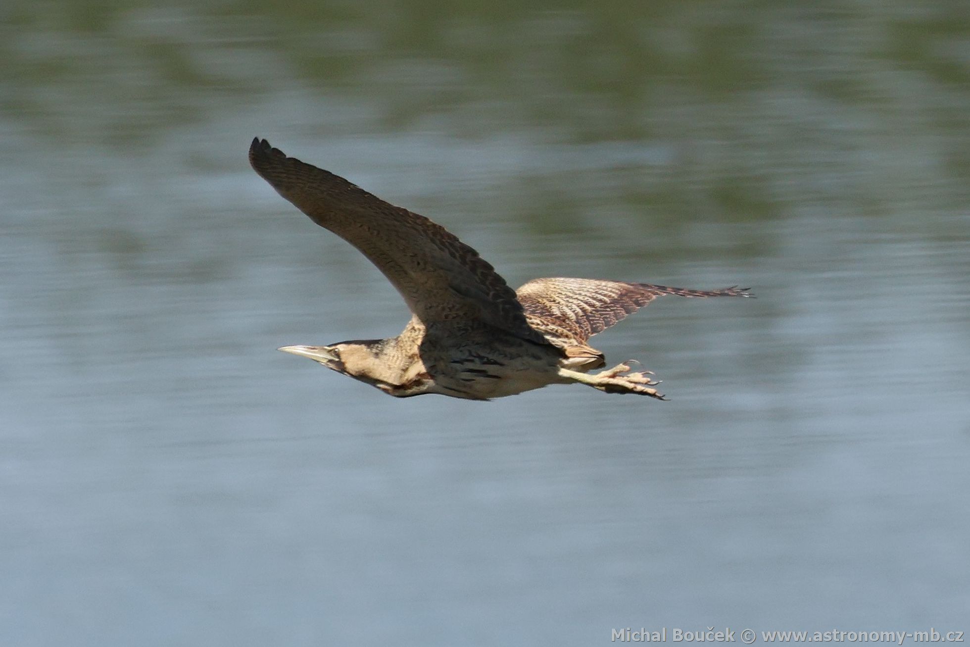 Bukač velký (Botaurus stellaris) Bukač velký (Botaurus stellaris)