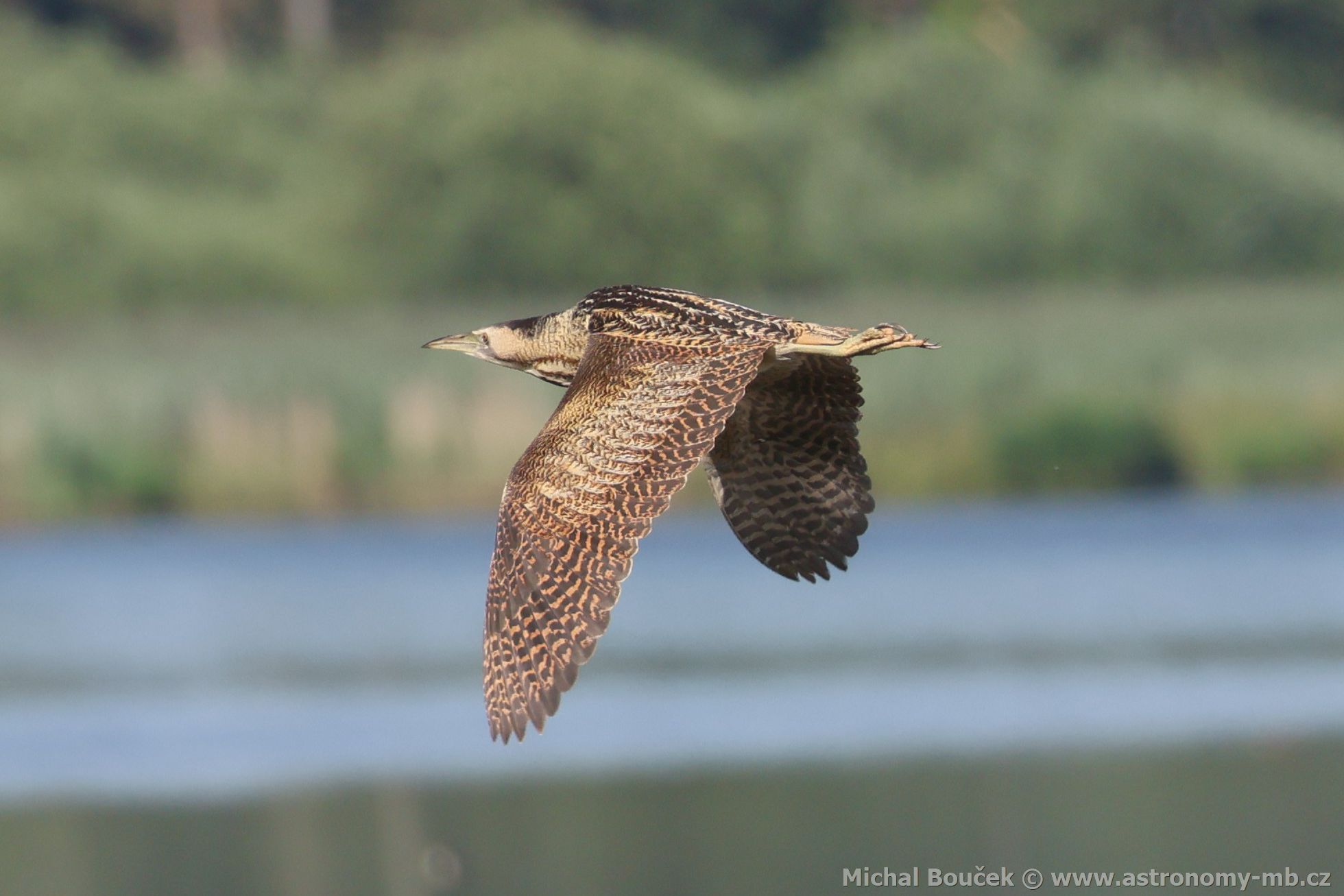 Bukač velký (Botaurus stellaris) Bukač velký (Botaurus stellaris)