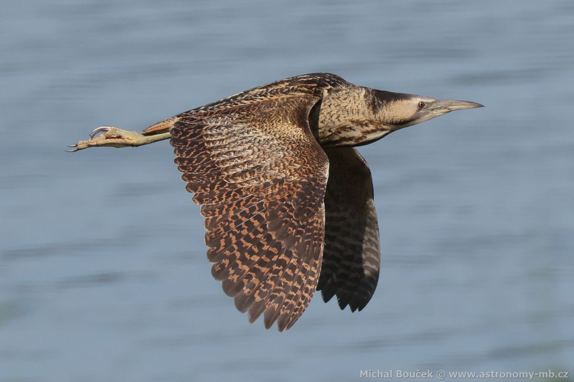 Bukač velký (Botaurus stellaris) Bukač velký (Botaurus stellaris)