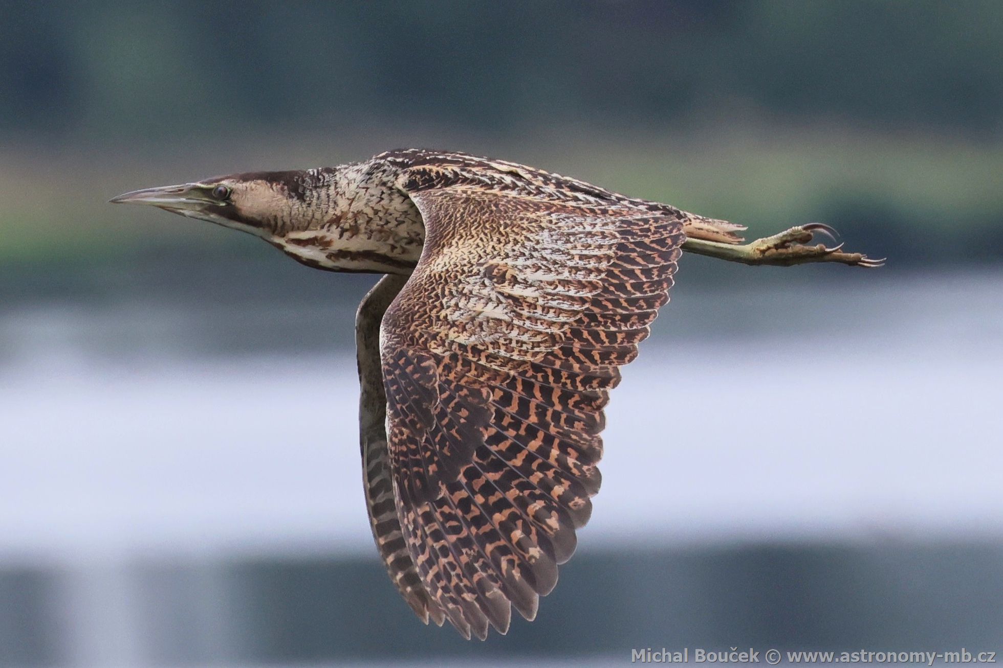 Bukač velký (Botaurus stellaris) Bukač velký (Botaurus stellaris)