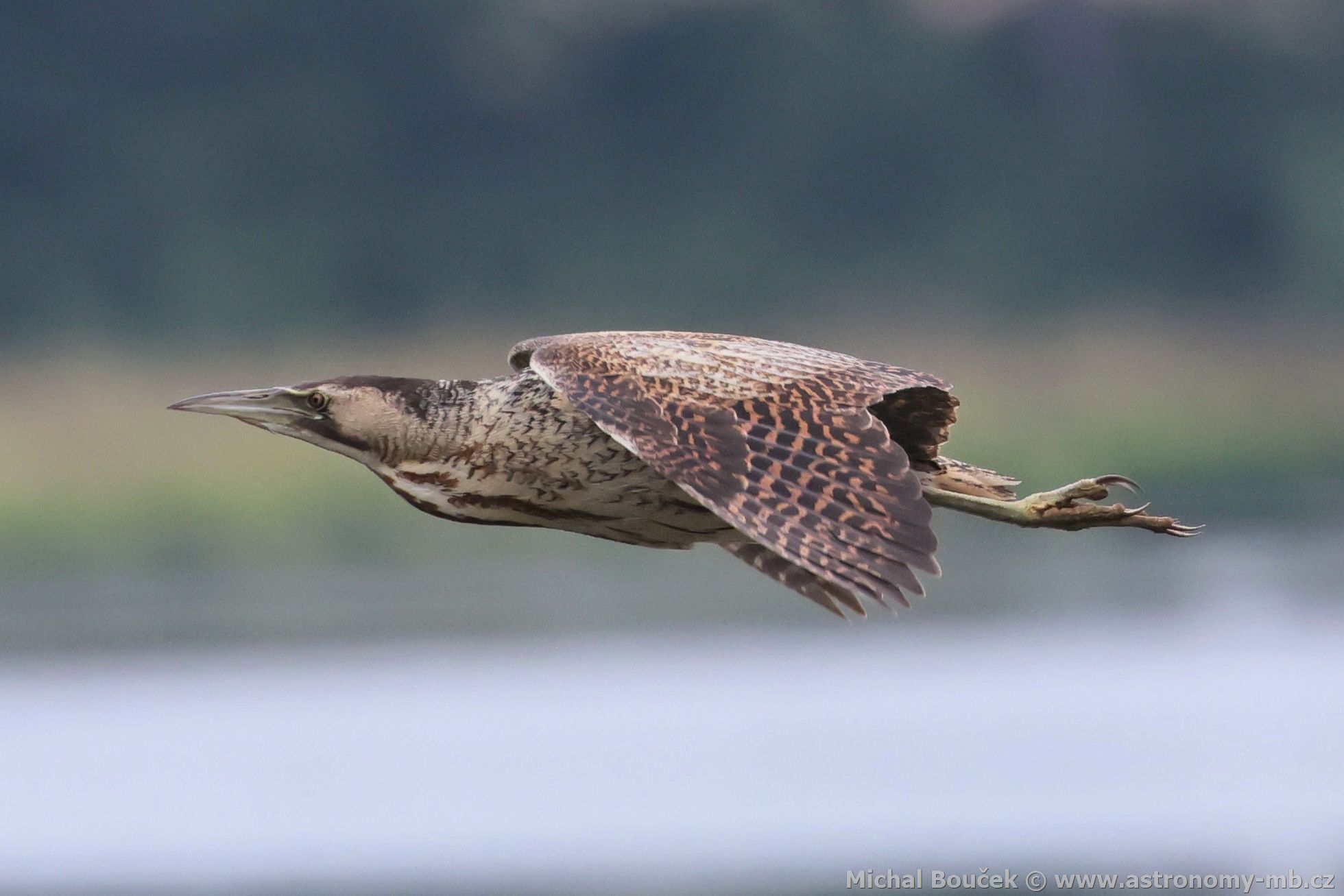 Bukač velký (Botaurus stellaris) Bukač velký (Botaurus stellaris)