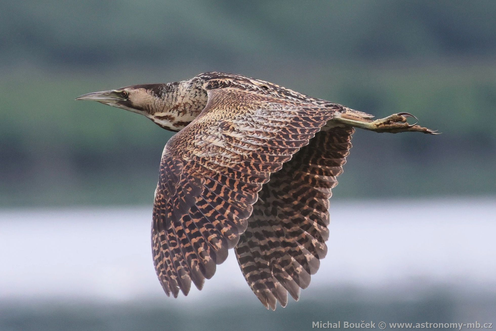 Bukač velký (Botaurus stellaris) Bukač velký (Botaurus stellaris)