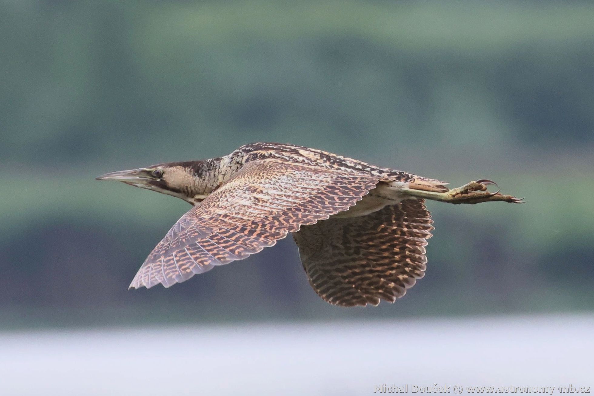 Bukač velký (Botaurus stellaris) Bukač velký (Botaurus stellaris)