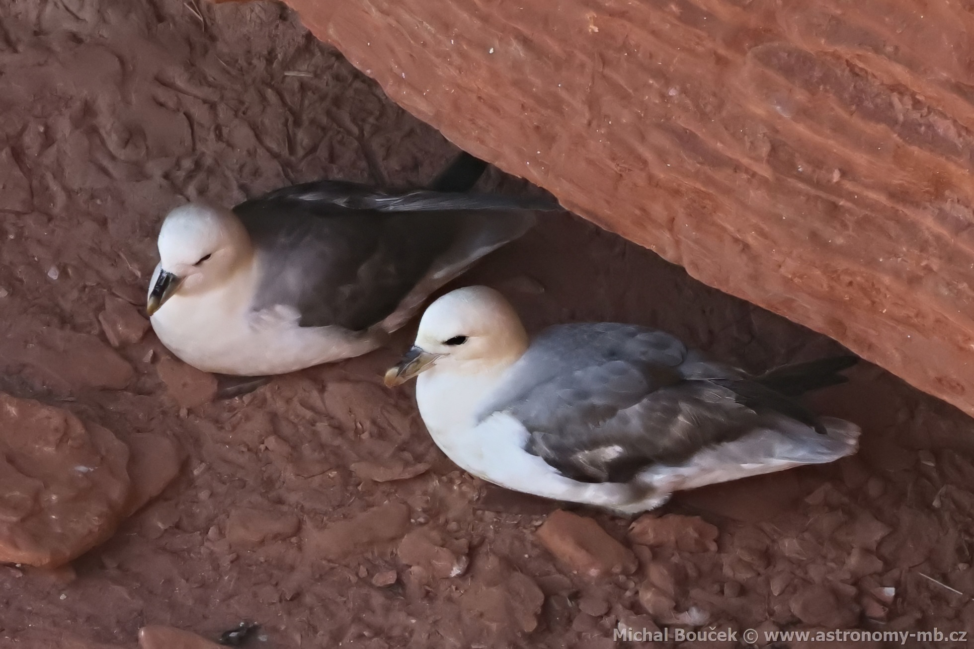 Buøòák lední (Fulmarus glacialis) Buøòák lední (Fulmarus glacialis)