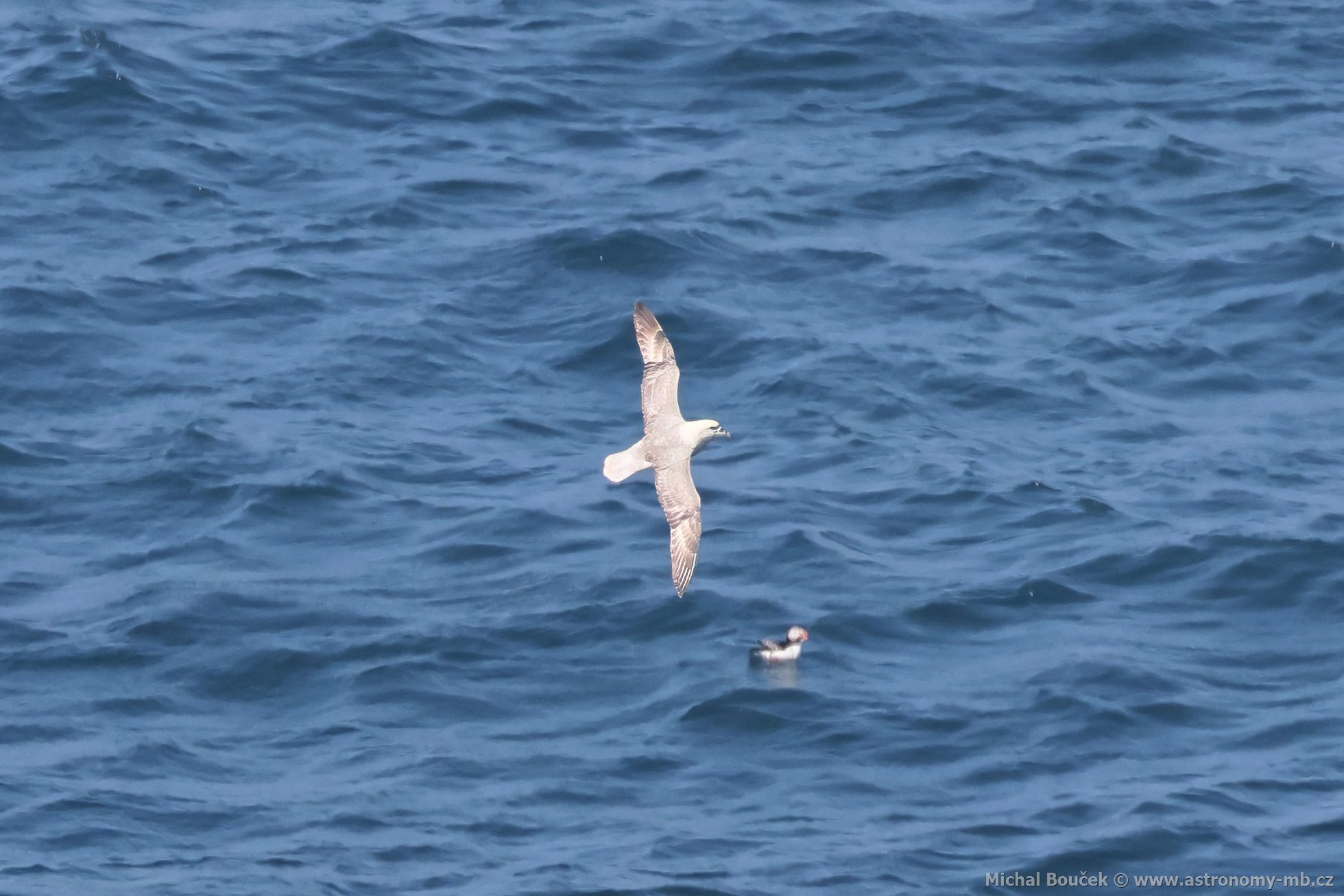 Buøòák lední (Fulmarus glacialis) Buøòák lední (Fulmarus glacialis)