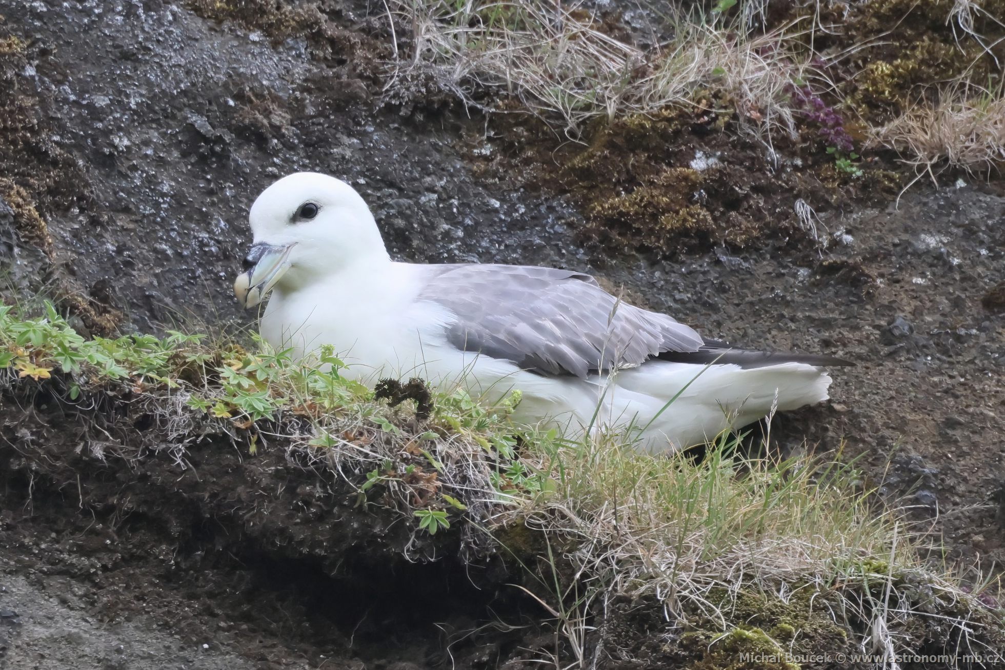 Buøòák lední (Fulmarus glacialis) Buøòák lední (Fulmarus glacialis)