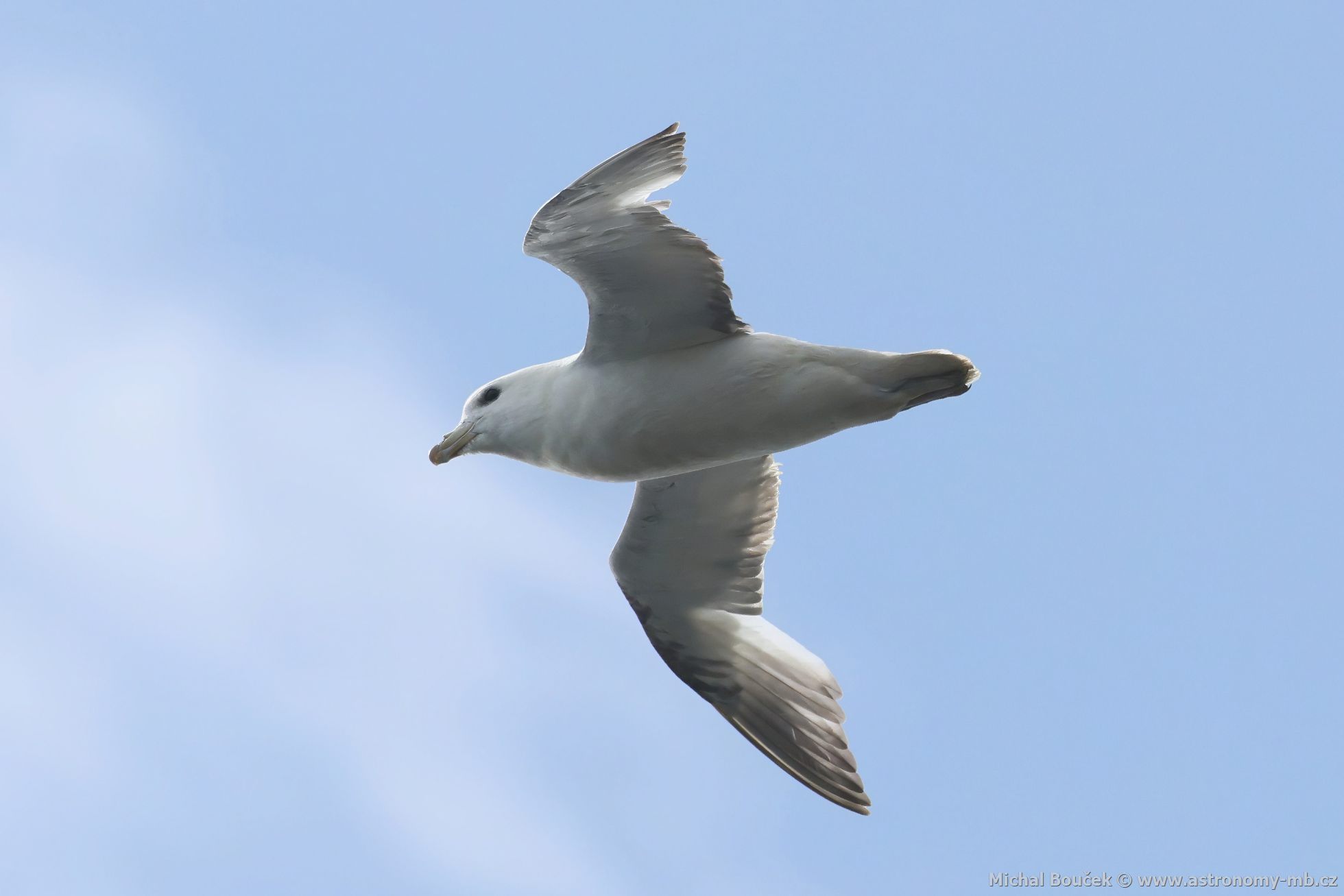 Buøòák lední (Fulmarus glacialis) Buøòák lední (Fulmarus glacialis)