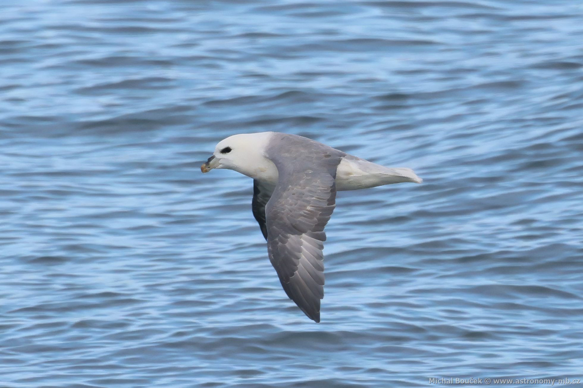 Buøòák lední (Fulmarus glacialis) Buøòák lední (Fulmarus glacialis)