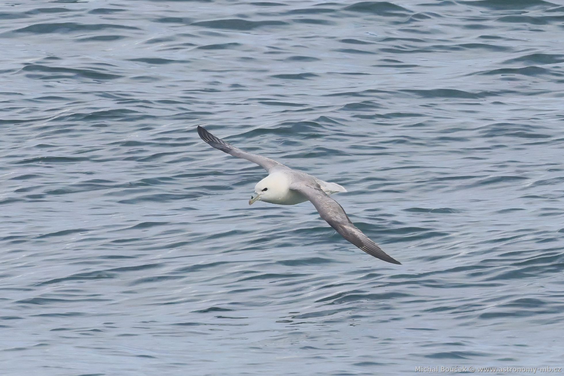 Buøòák lední (Fulmarus glacialis) Buøòák lední (Fulmarus glacialis)