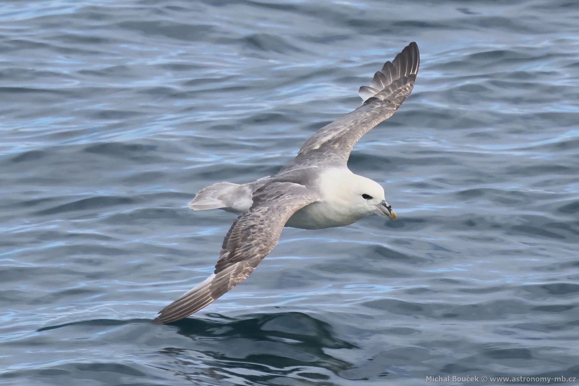 Buøòák lední (Fulmarus glacialis) Buøòák lední (Fulmarus glacialis)