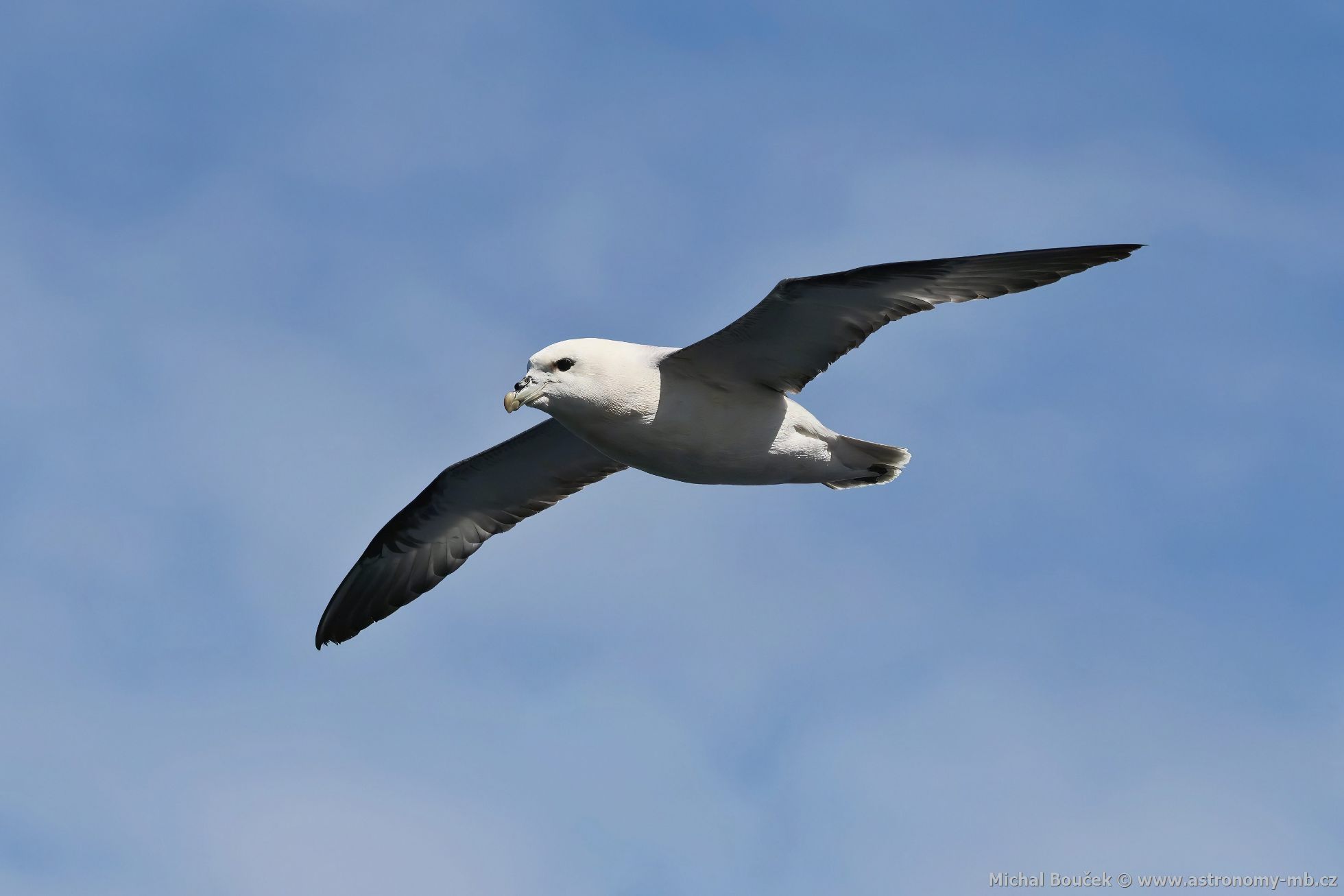 Buøòák lední (Fulmarus glacialis) Buøòák lední (Fulmarus glacialis)