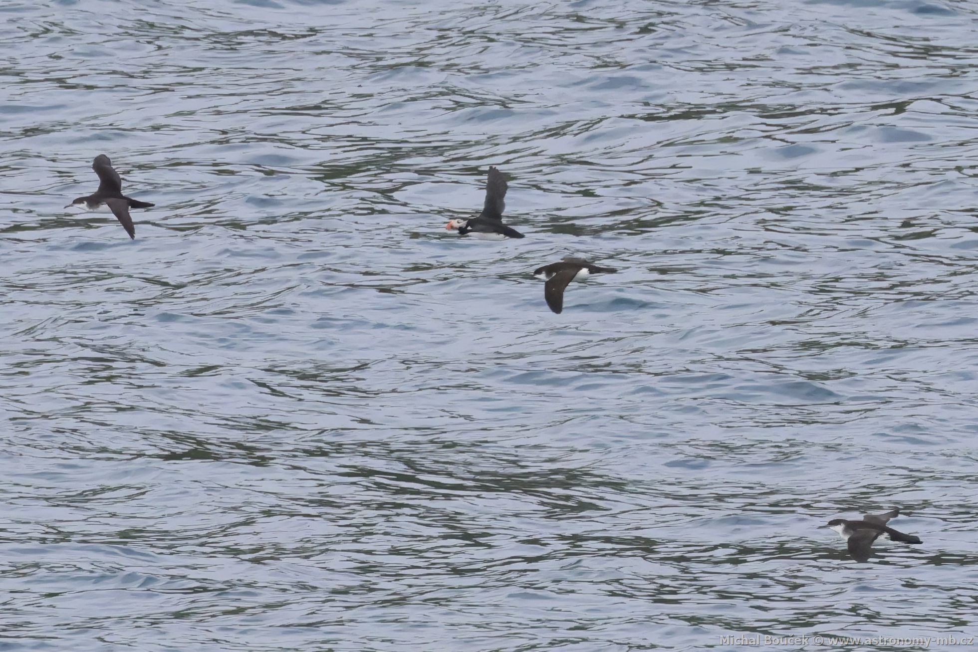Buák severní (Puffinus puffinus)