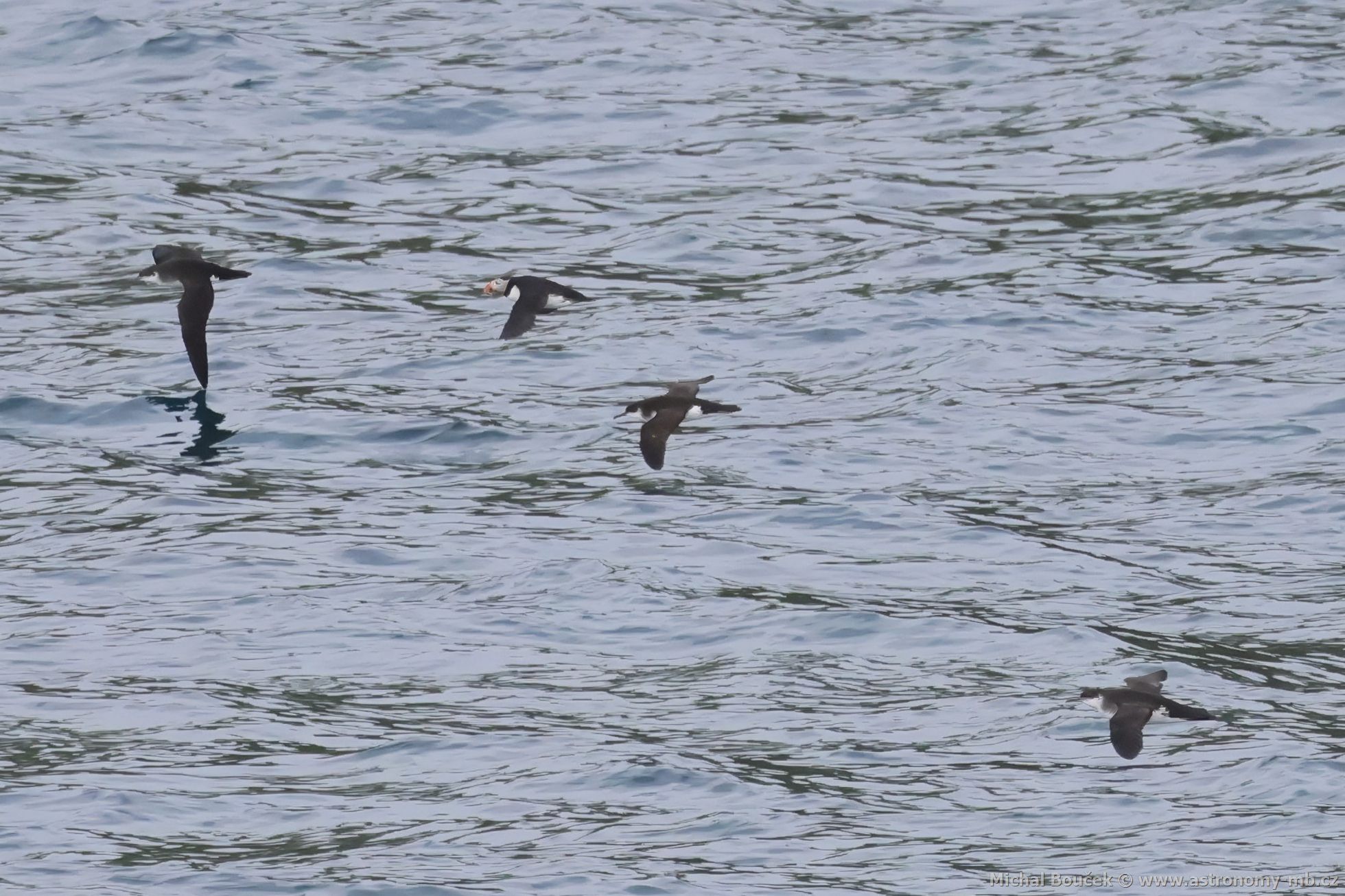 Buák severní (Puffinus puffinus)