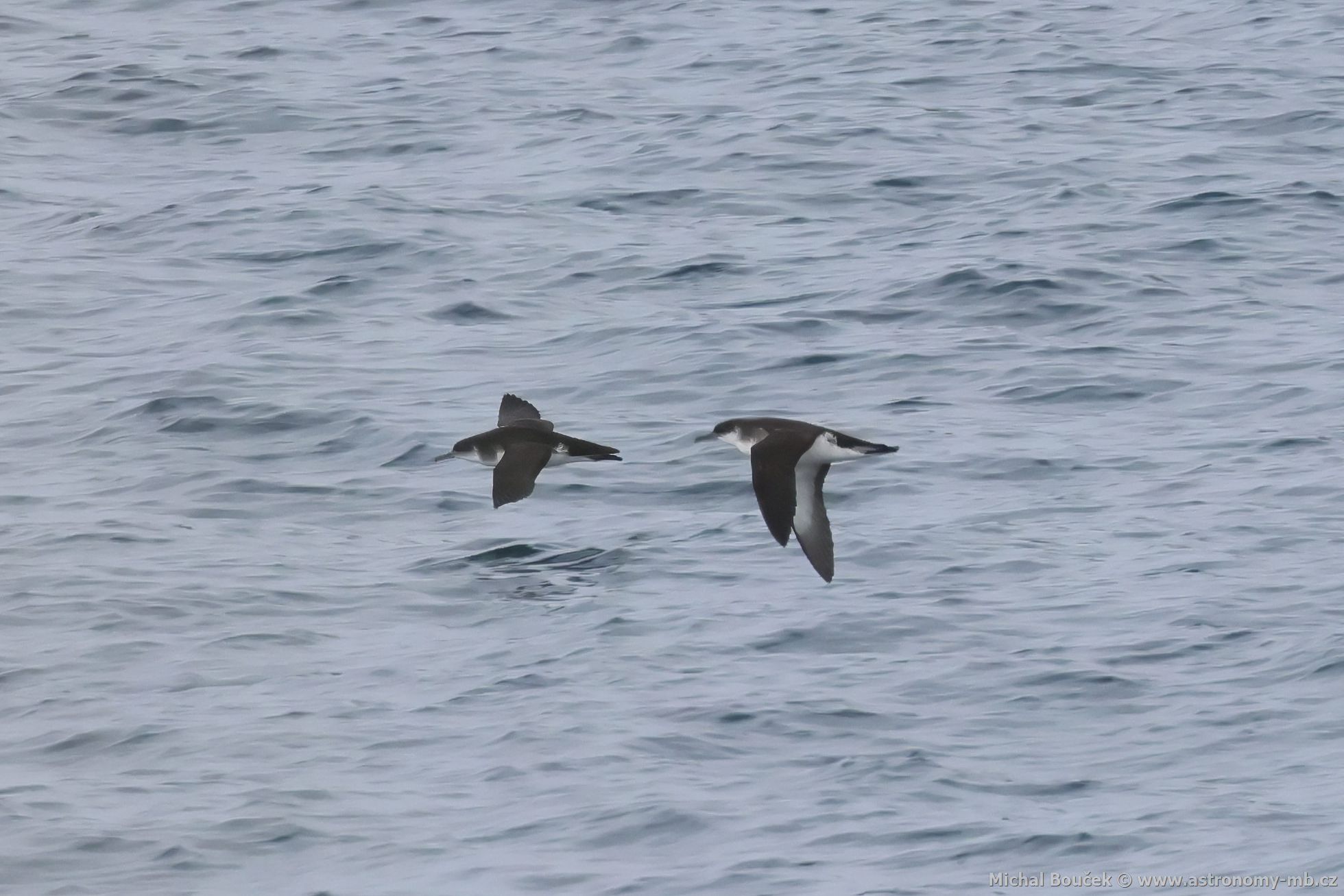 Buák severní (Puffinus puffinus)