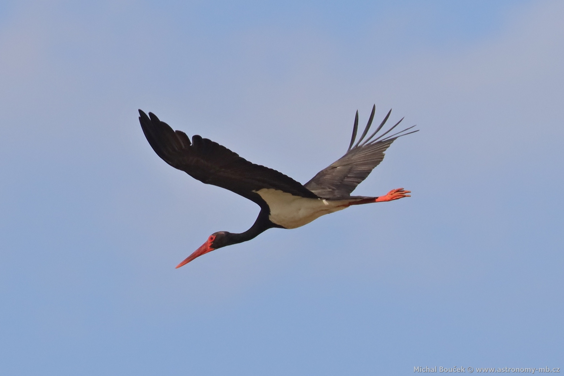 Čáp černý (Ciconia nigra) Čáp černý (Ciconia nigra)
