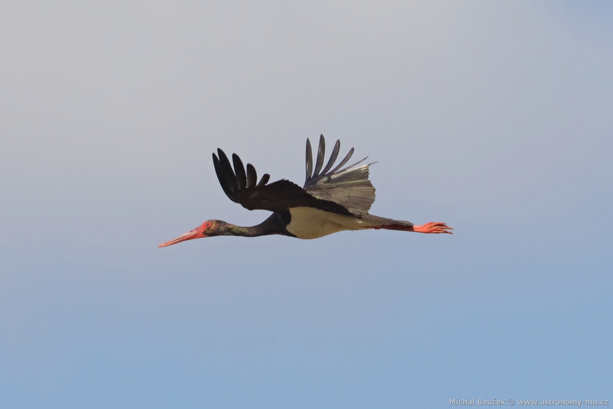 Čáp černý (Ciconia nigra) Čáp černý (Ciconia nigra)